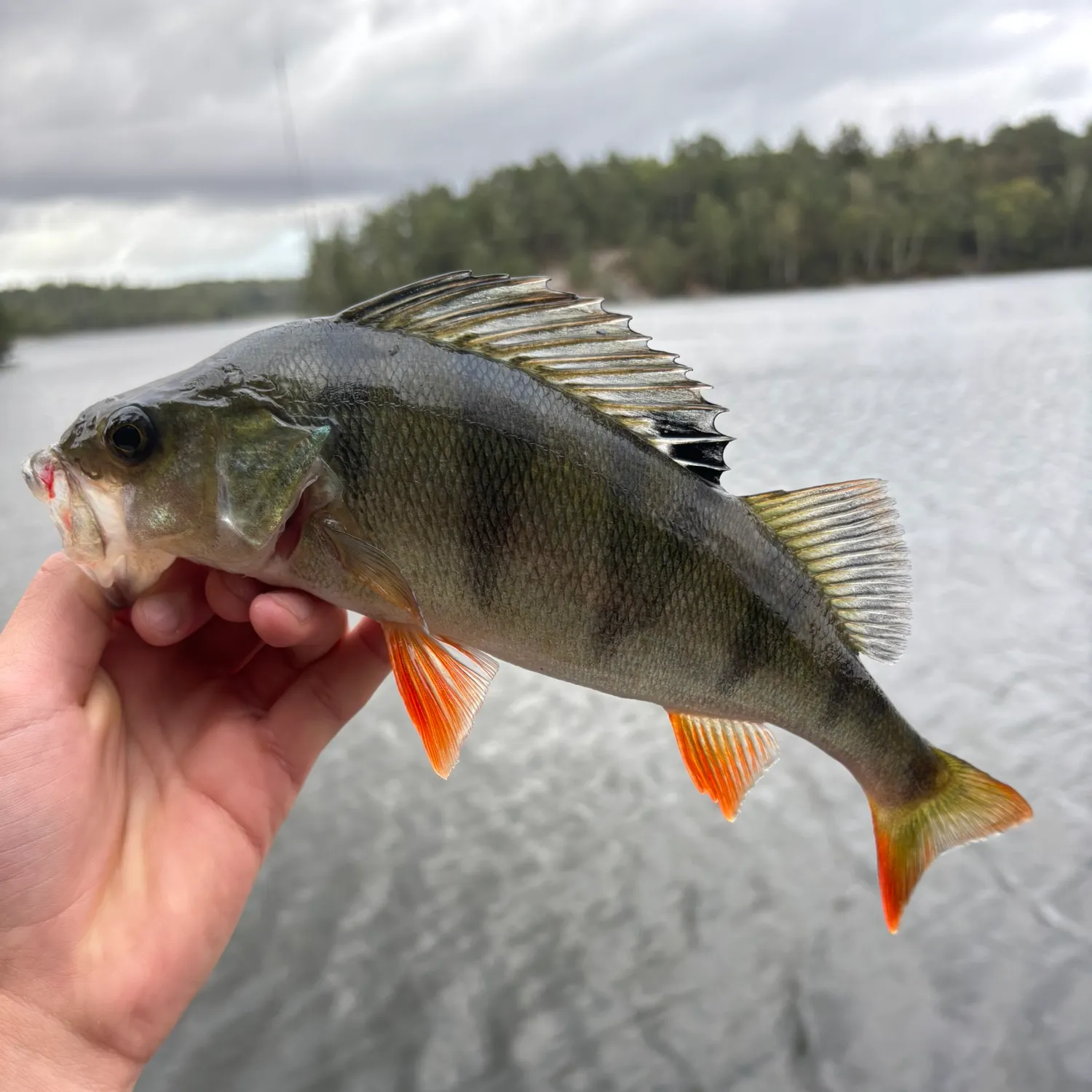 European perch caught on Fishbrain