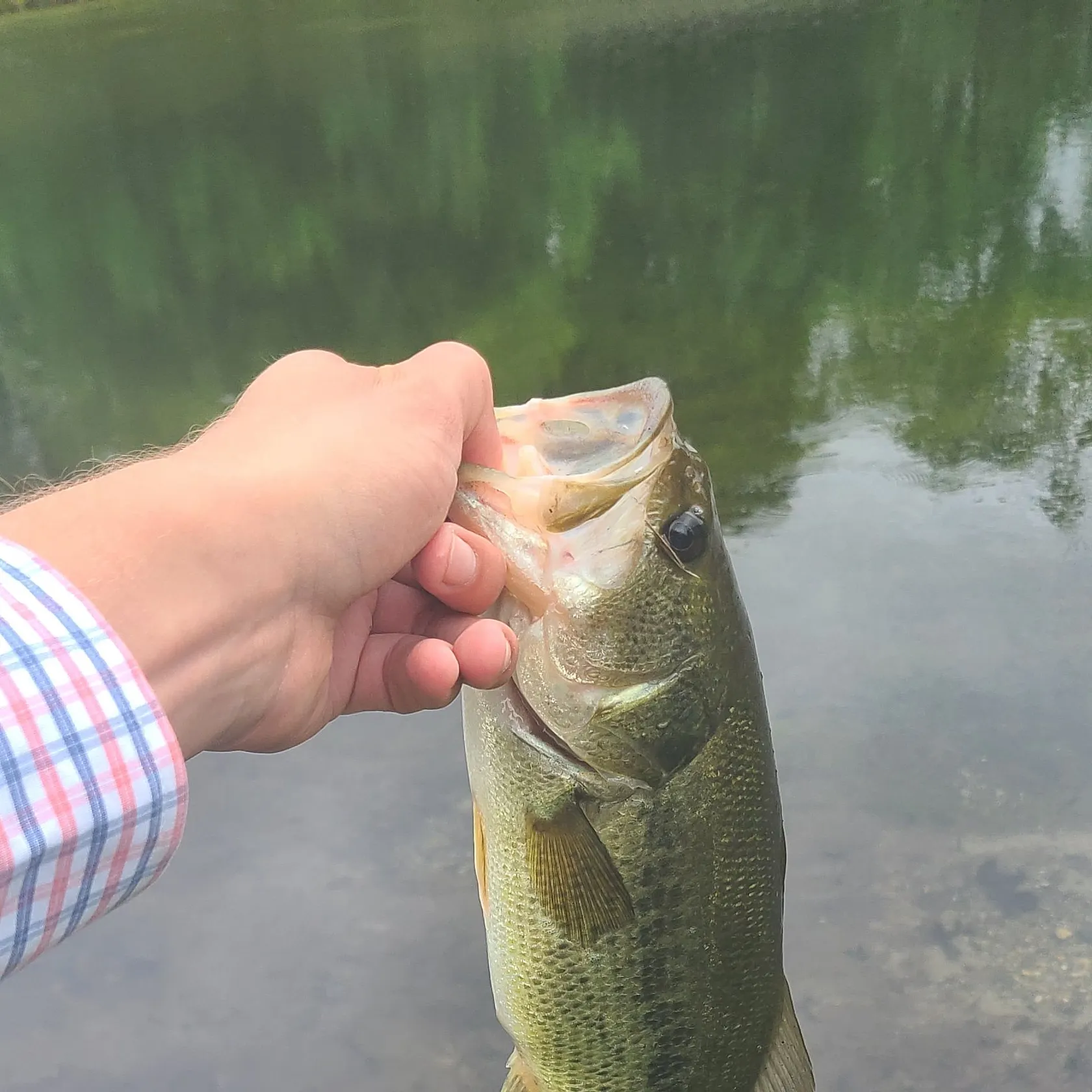 angler catch