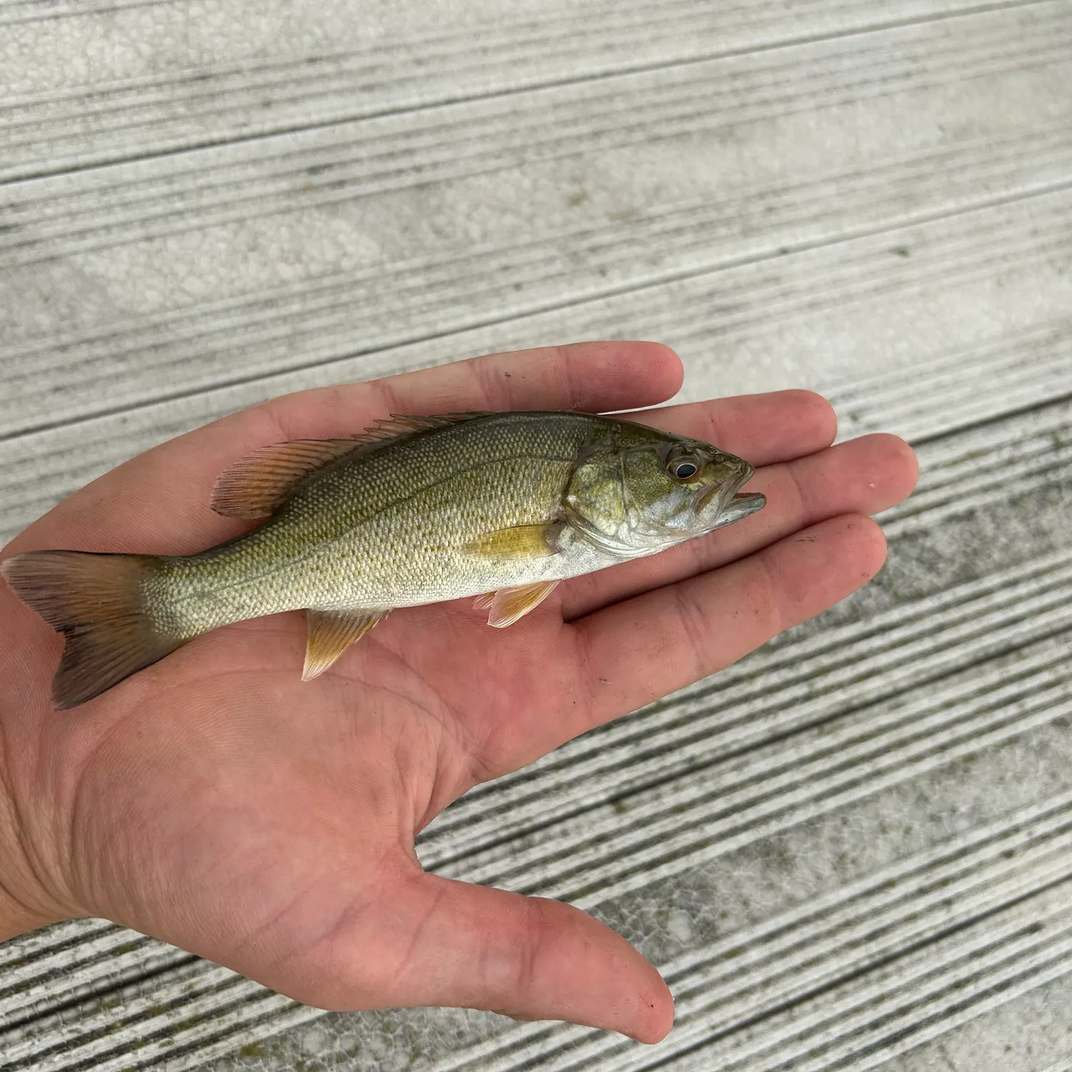 Smallmouth bass caught on Fishbrain