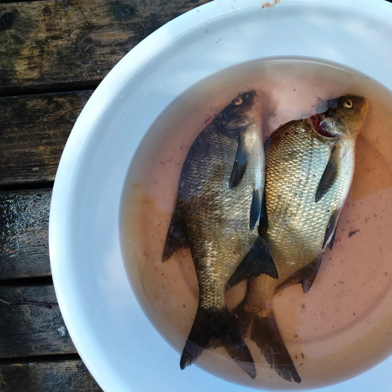 Common bream caught on Fishbrain