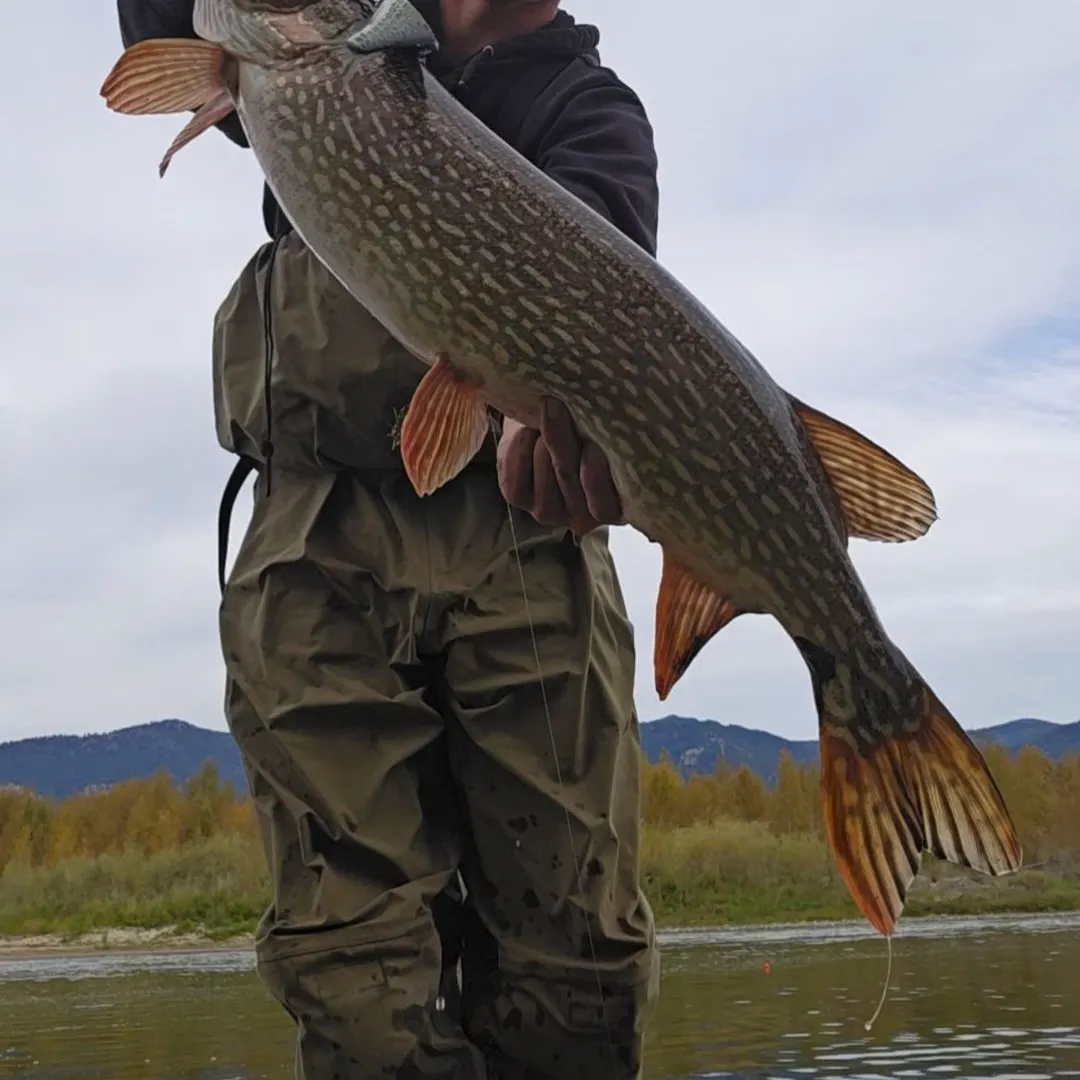 Northern pike caught on Fishbrain