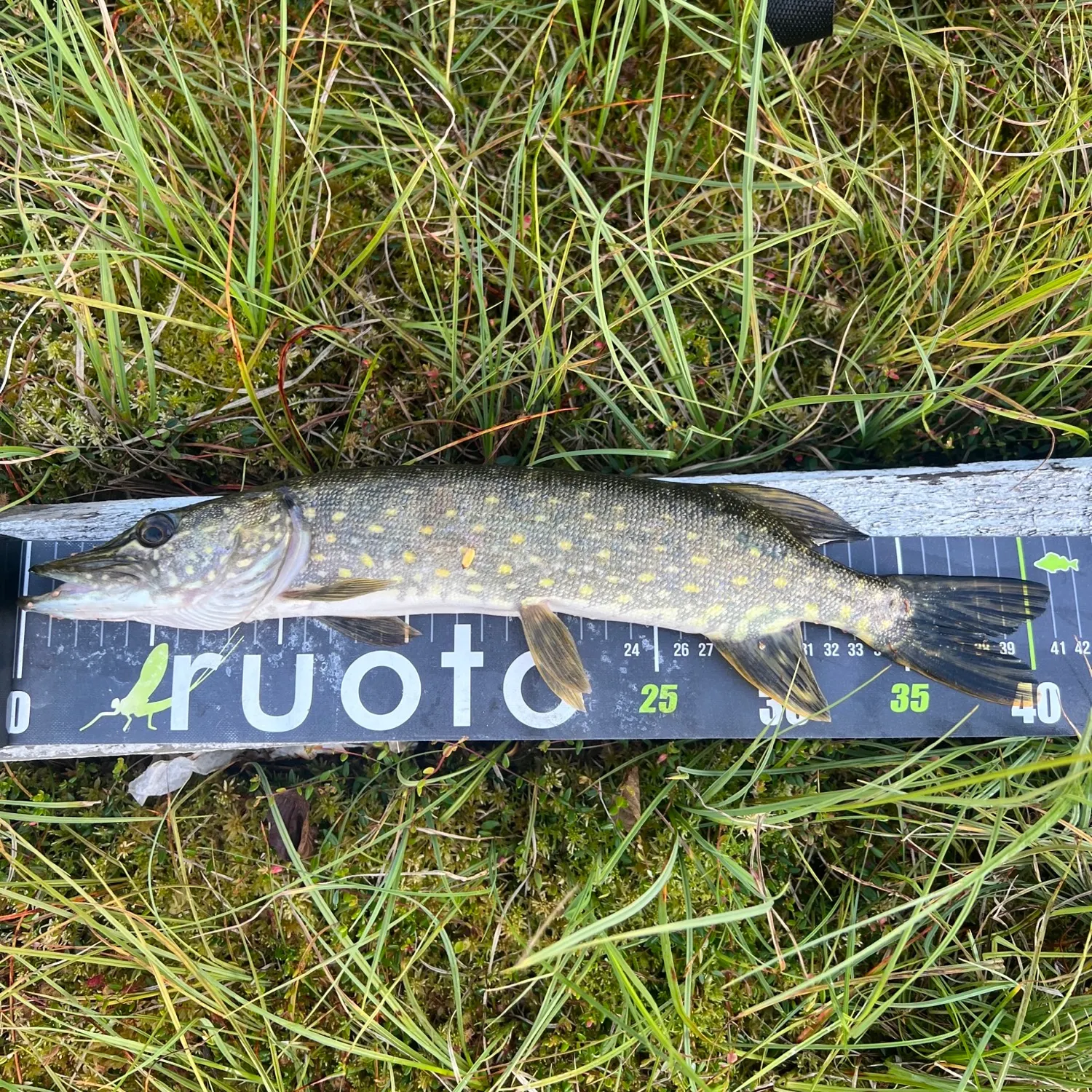 Northern pike caught on Fishbrain
