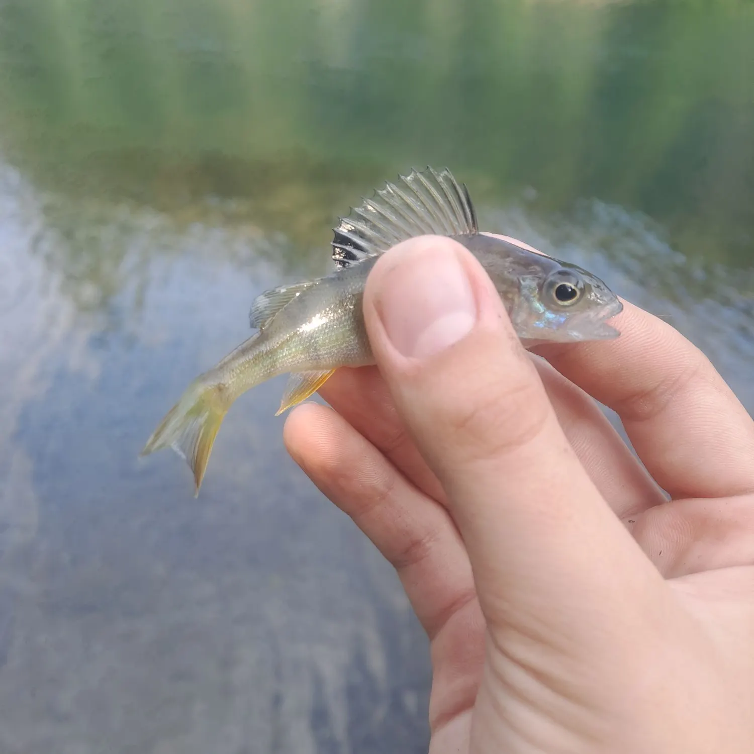 European perch caught on Fishbrain