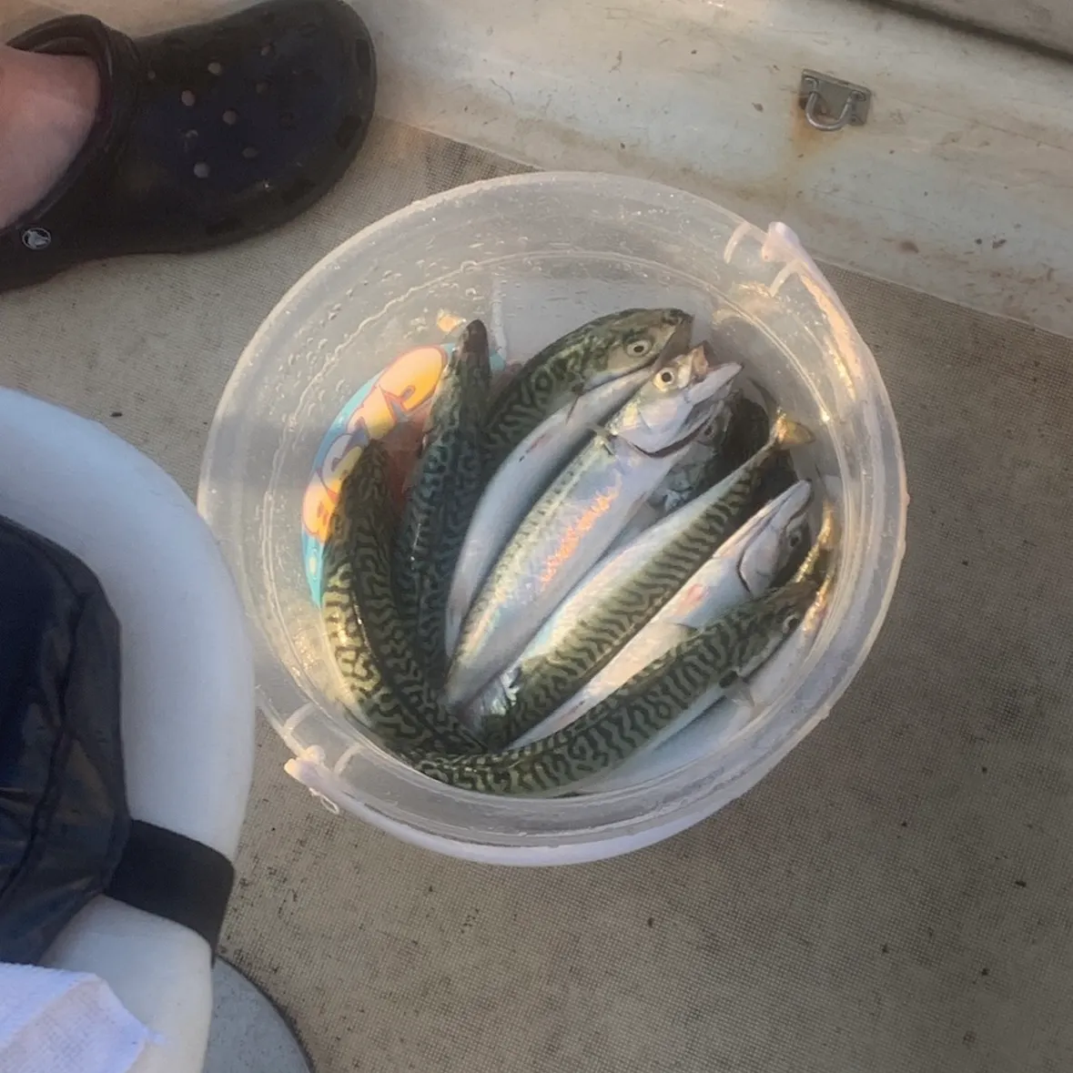 Atlantic mackerel caught on Fishbrain