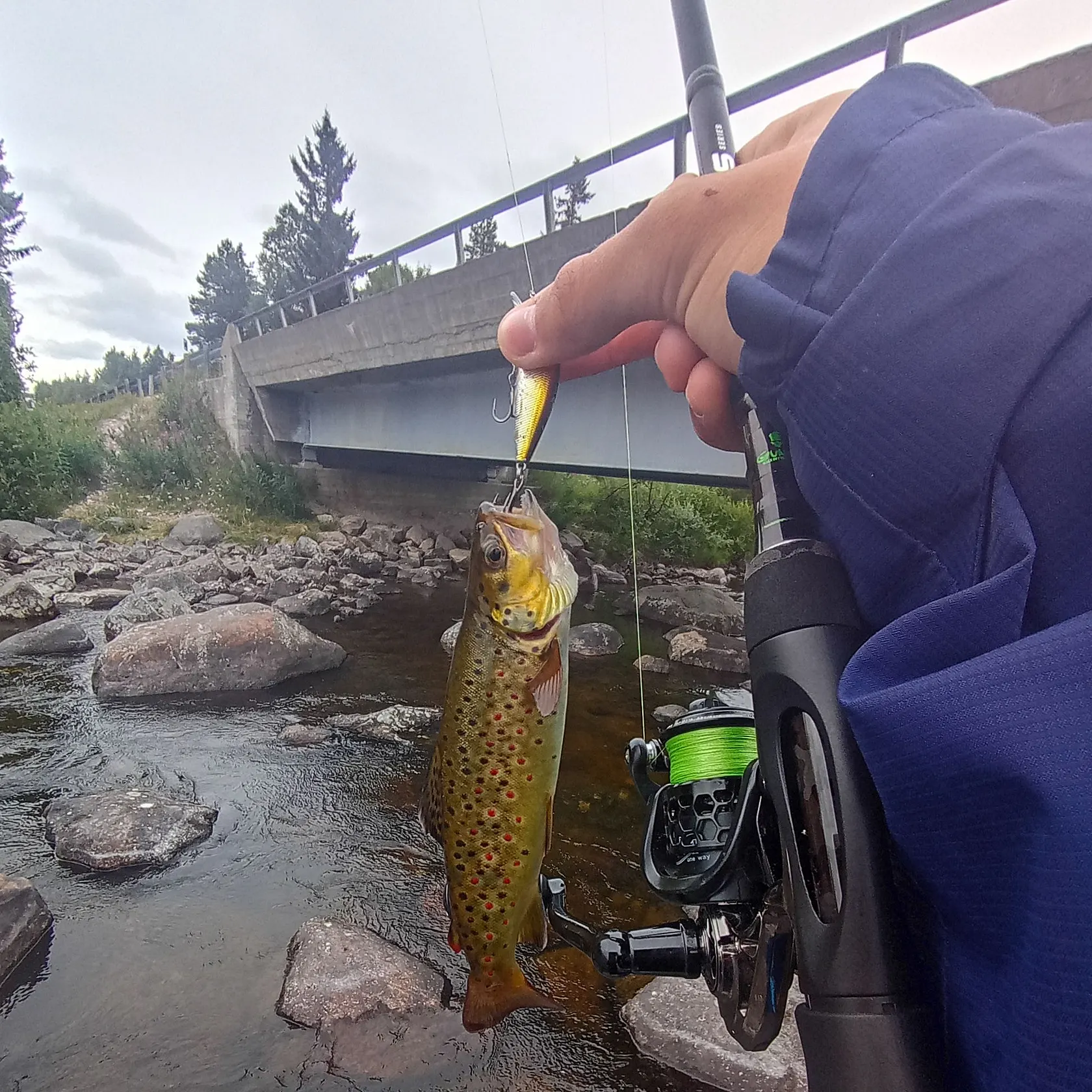 Brown trout caught on Fishbrain