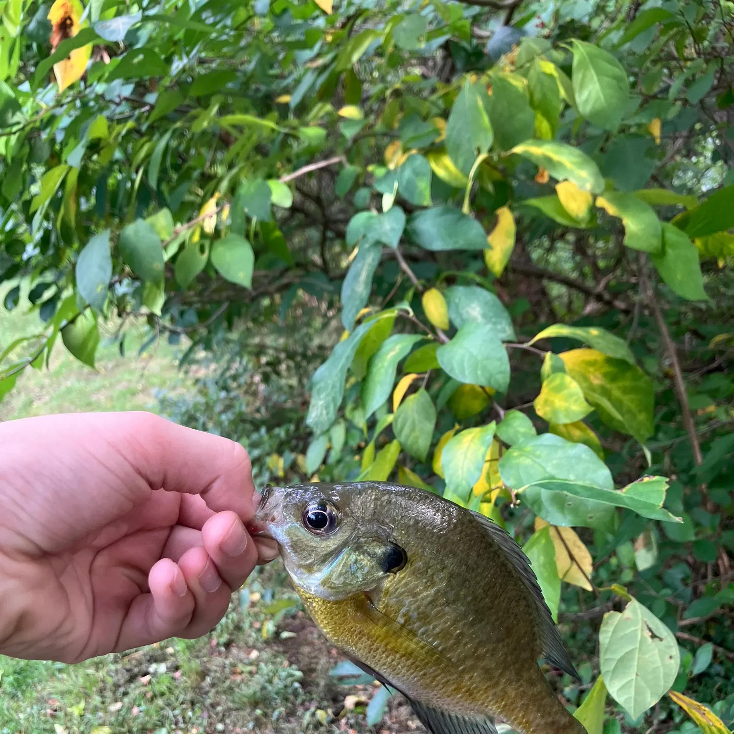 Bluegill caught on Fishbrain