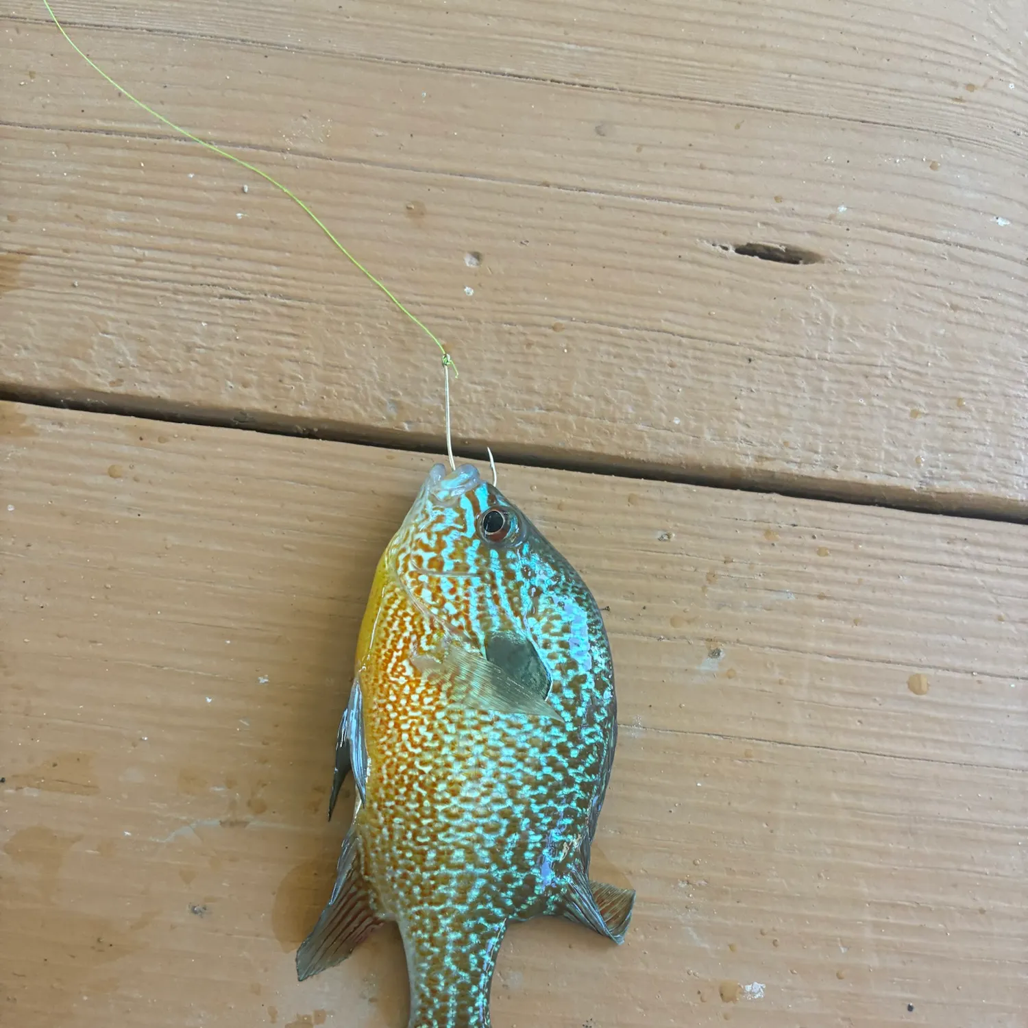 Longear sunfish caught on Fishbrain