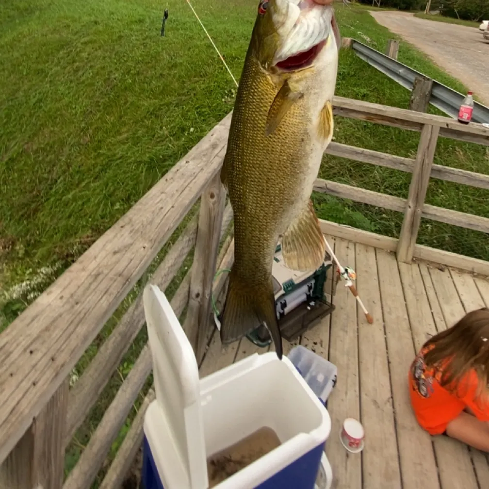 Smallmouth bass caught on Fishbrain