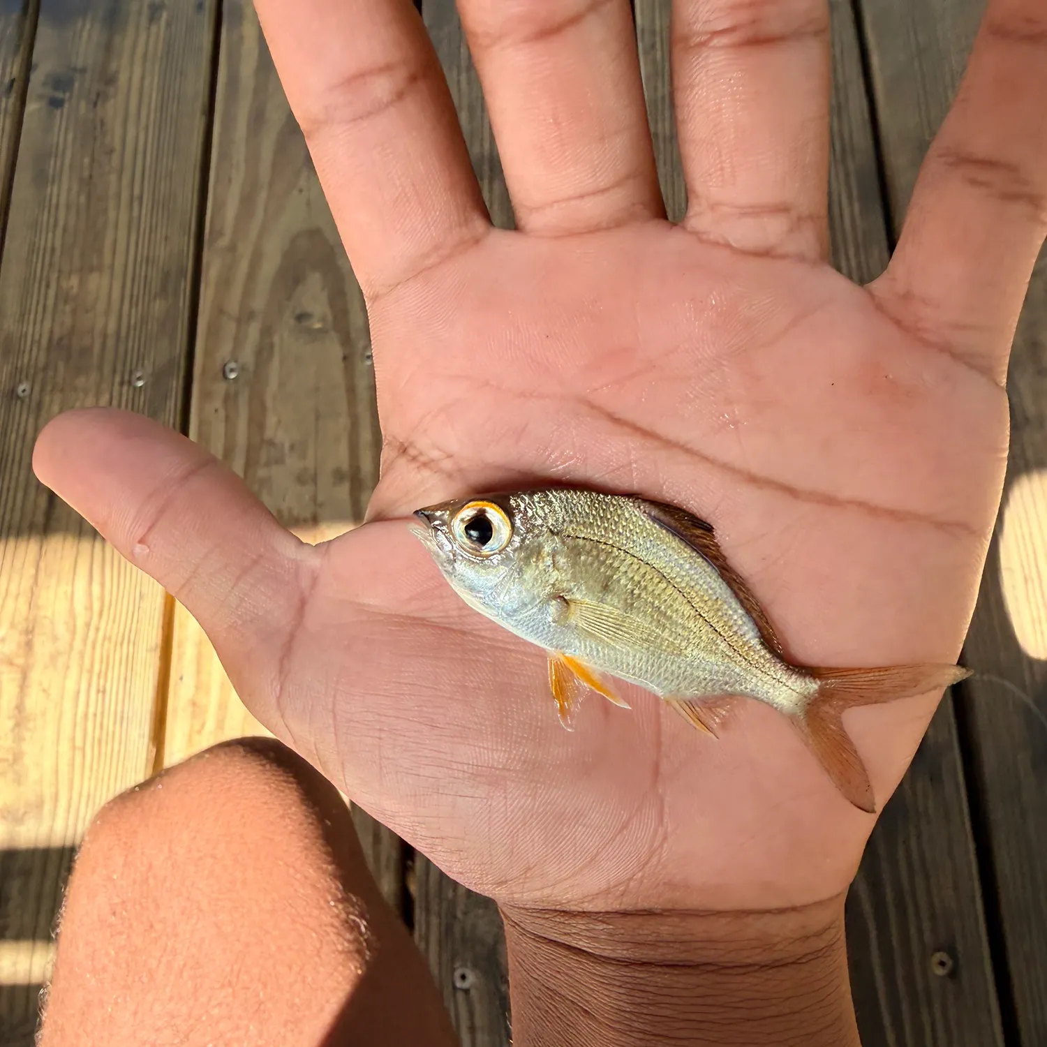 The most recent Striped mojarra catches on Fishbrain