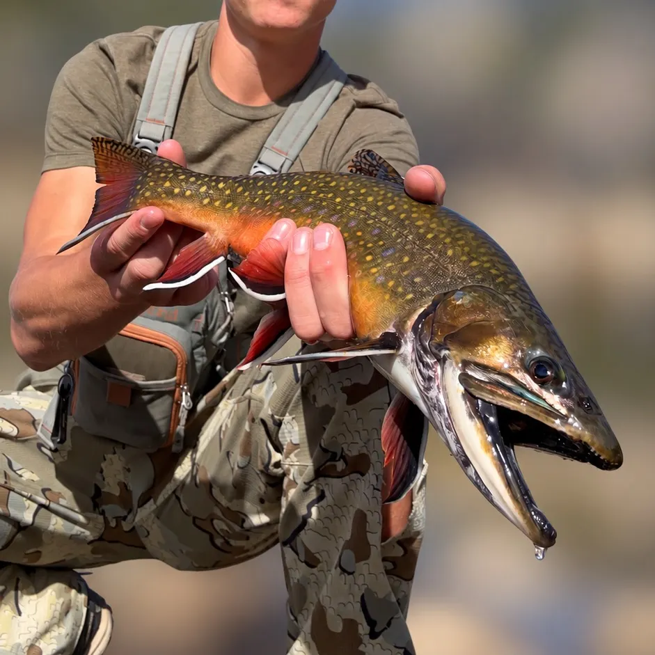 Brook trout caught on Fishbrain