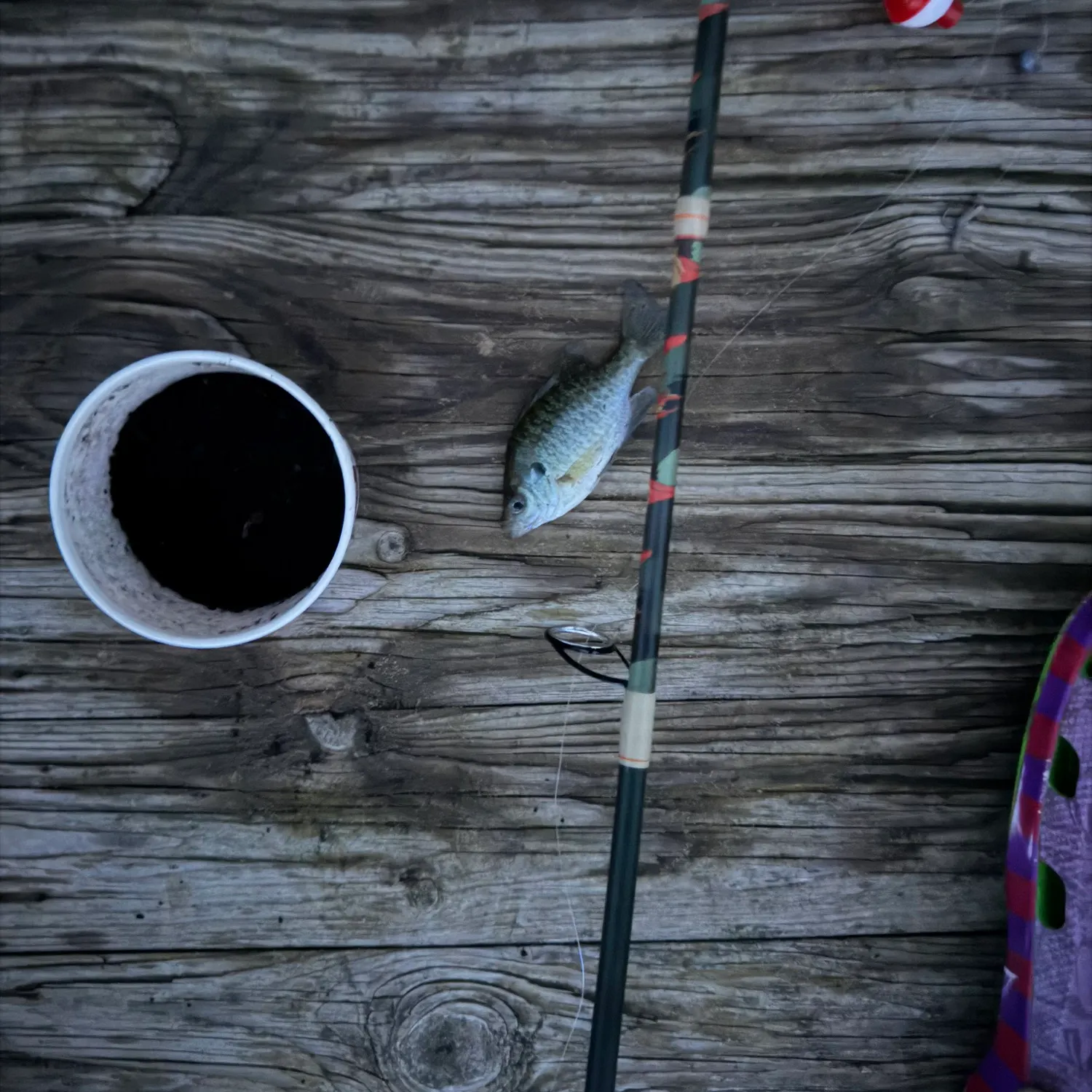 Bluegill caught on Fishbrain
