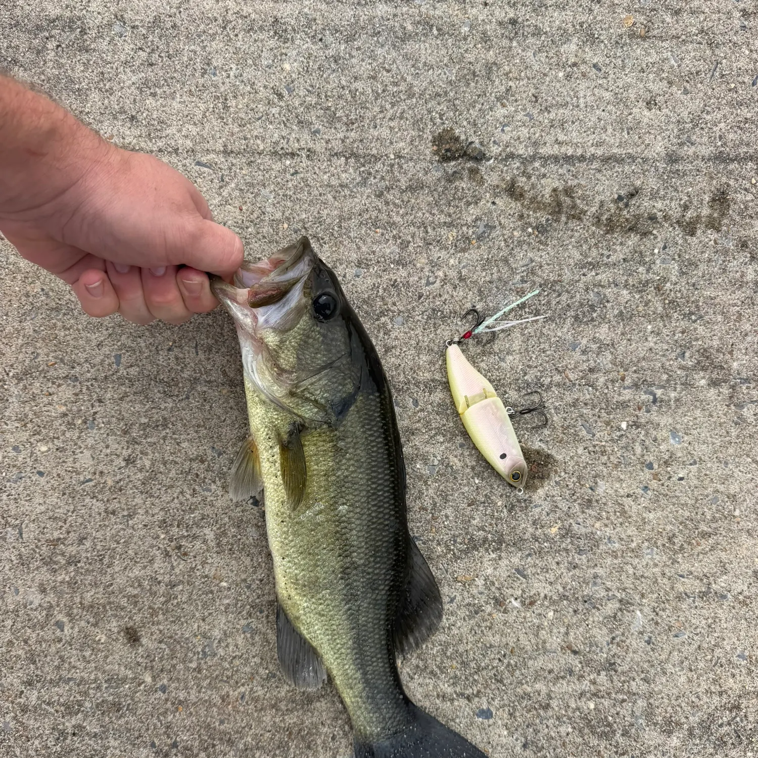 Largemouth bass caught on Fishbrain