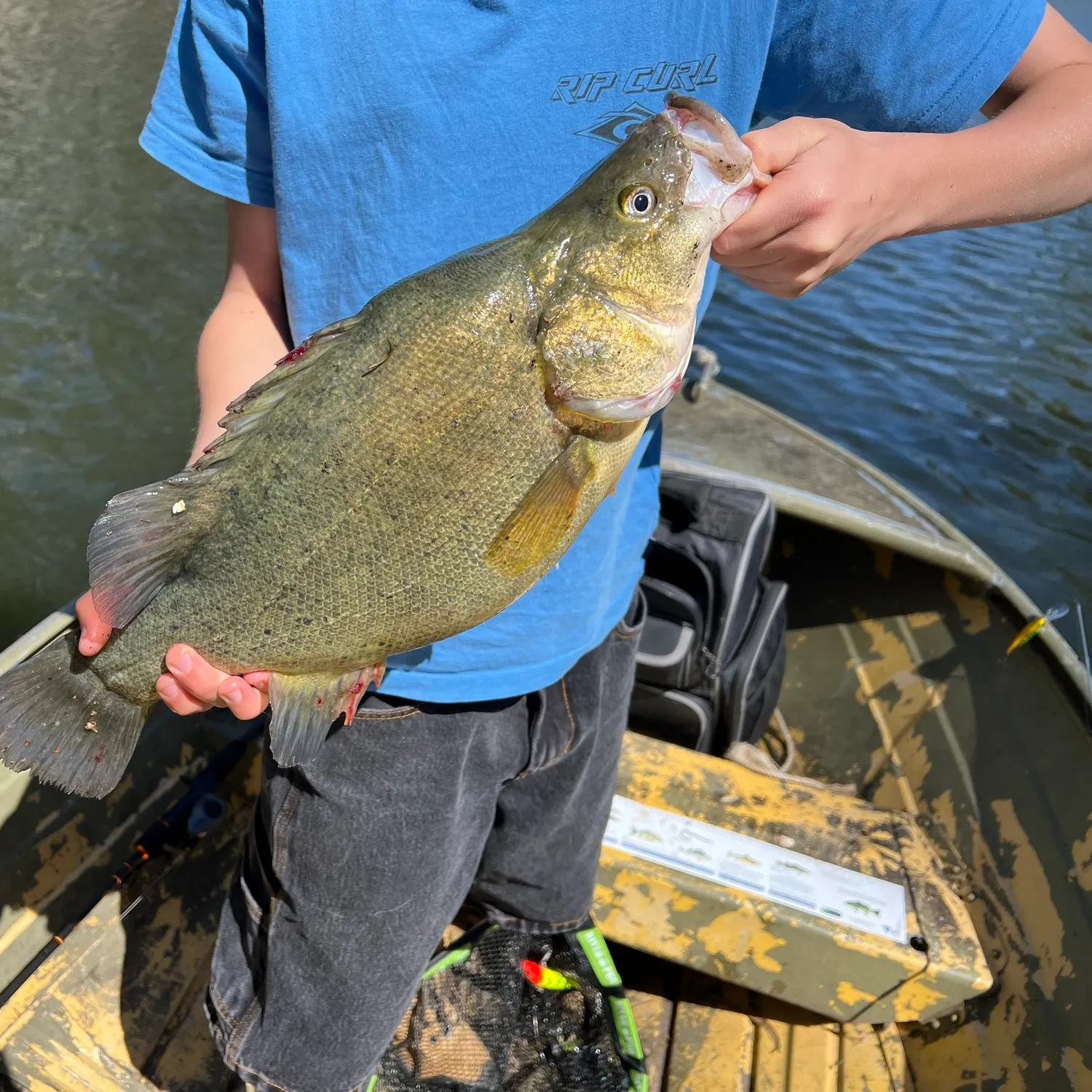The most recent Golden perch catches on Fishbrain