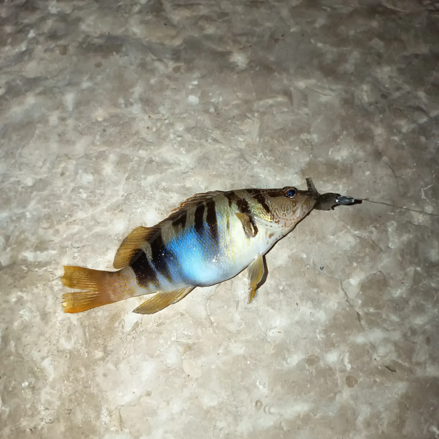 The most recent Painted comber catches on Fishbrain
