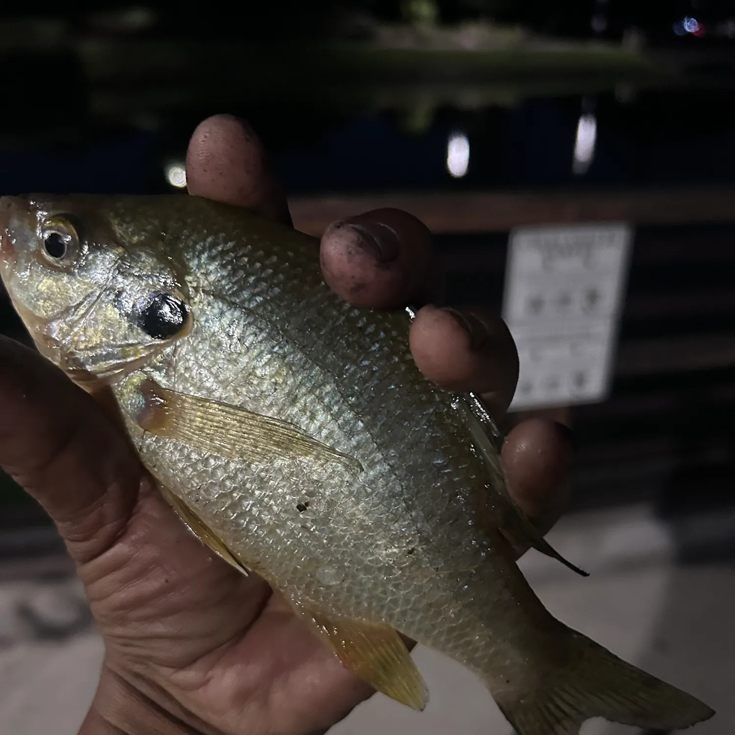 Bluegill caught on Fishbrain