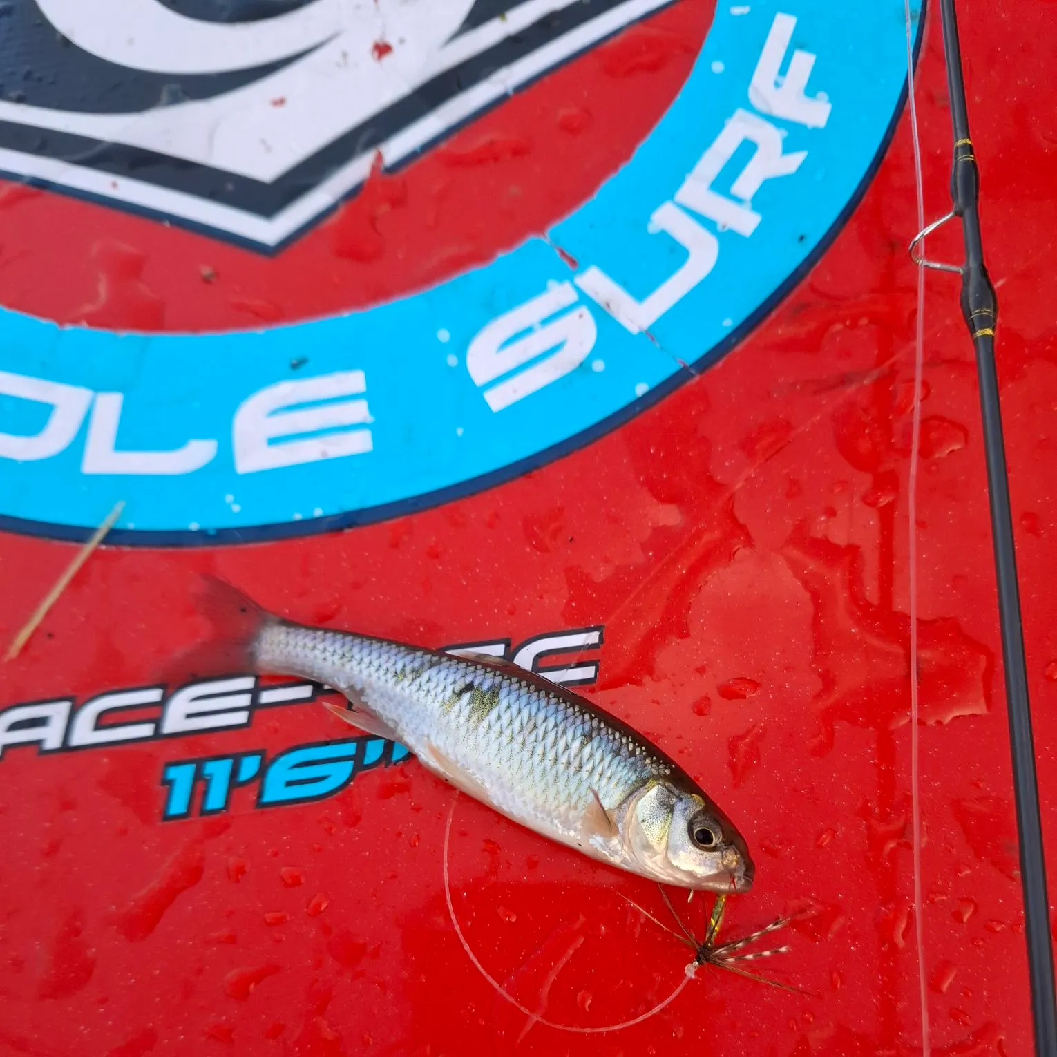 The most recent European chub catches on Fishbrain