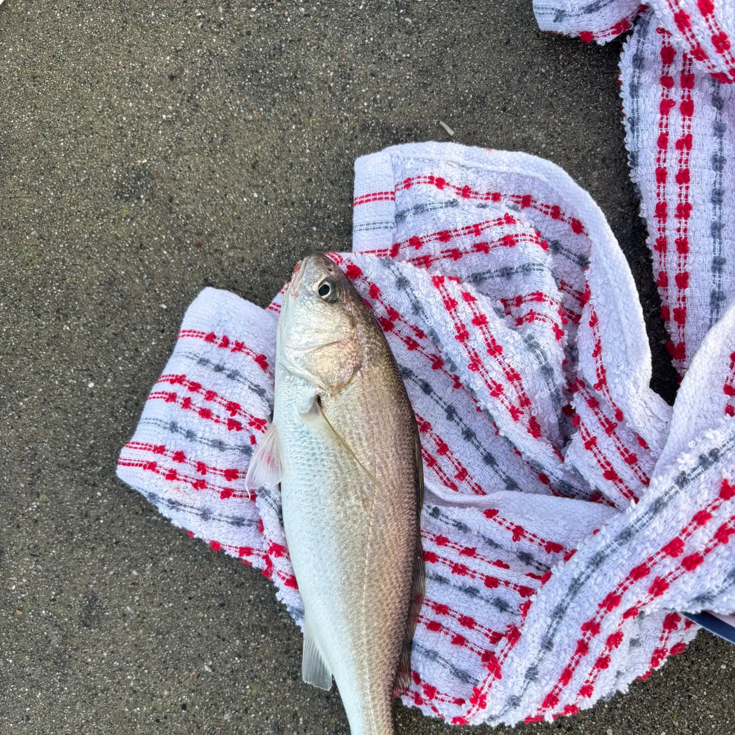 The most recent White croaker catches on Fishbrain