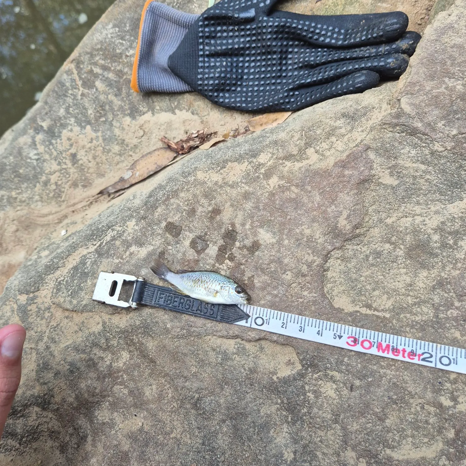 The most recent Spangled perch catches on Fishbrain