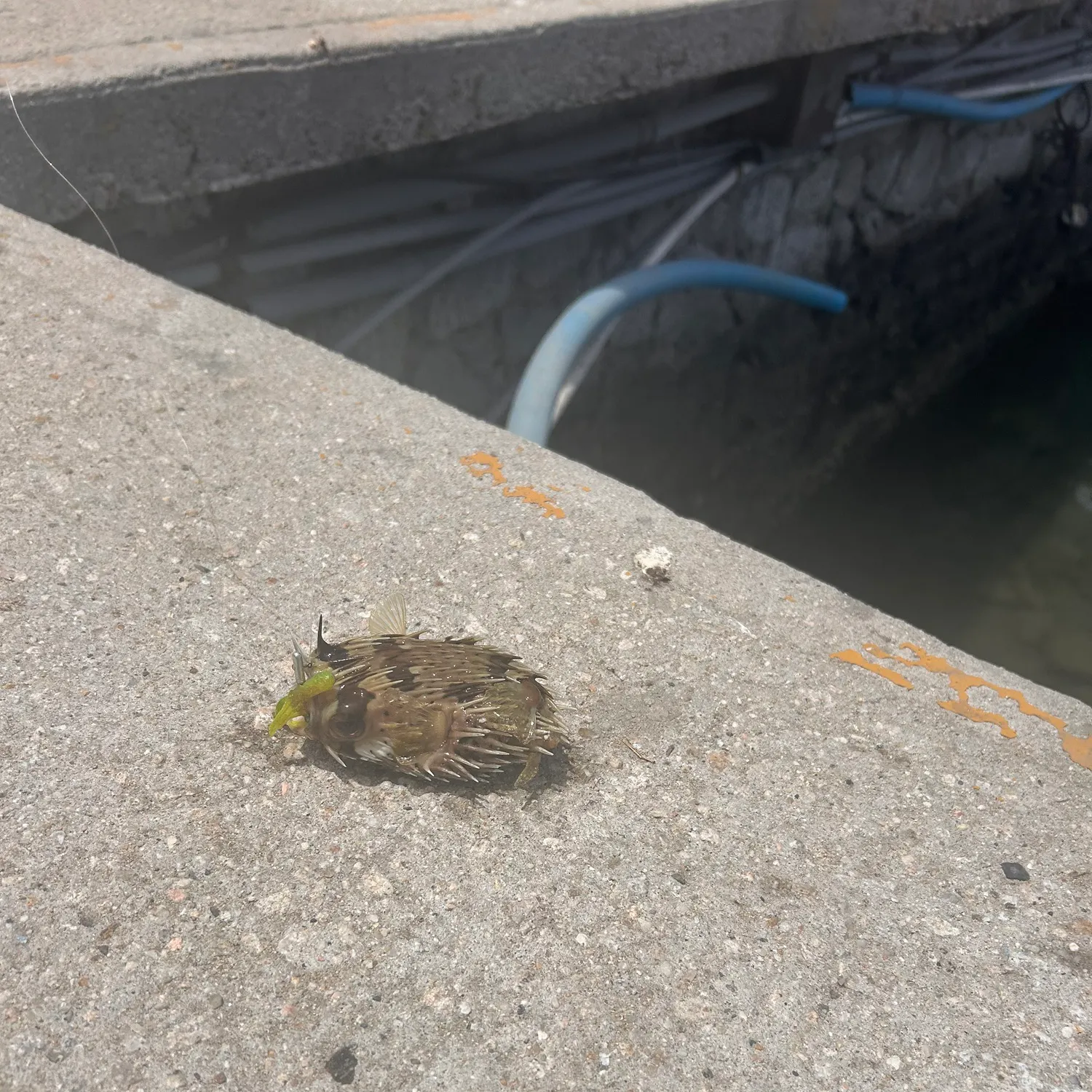 The most recent Spot-fin porcupinefish catches on Fishbrain