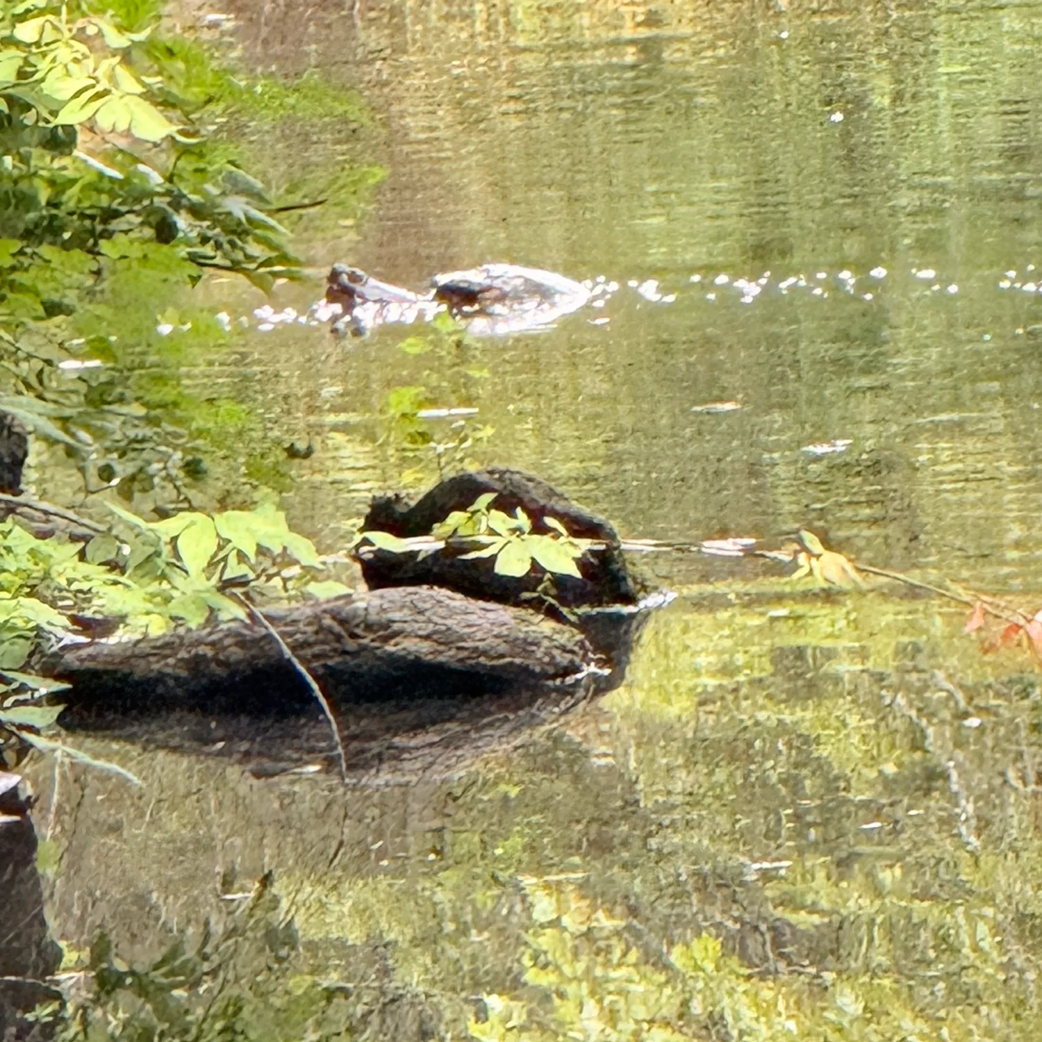 Alligator snapping turtle caught on Fishbrain