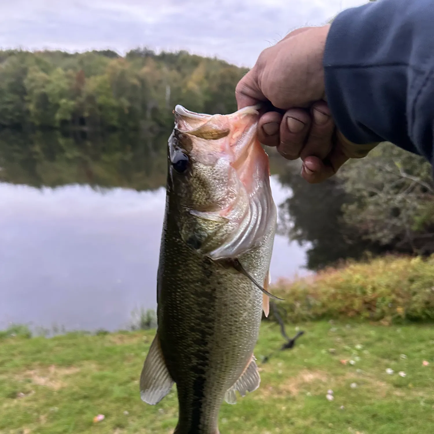 Fish caught on Fishbrain