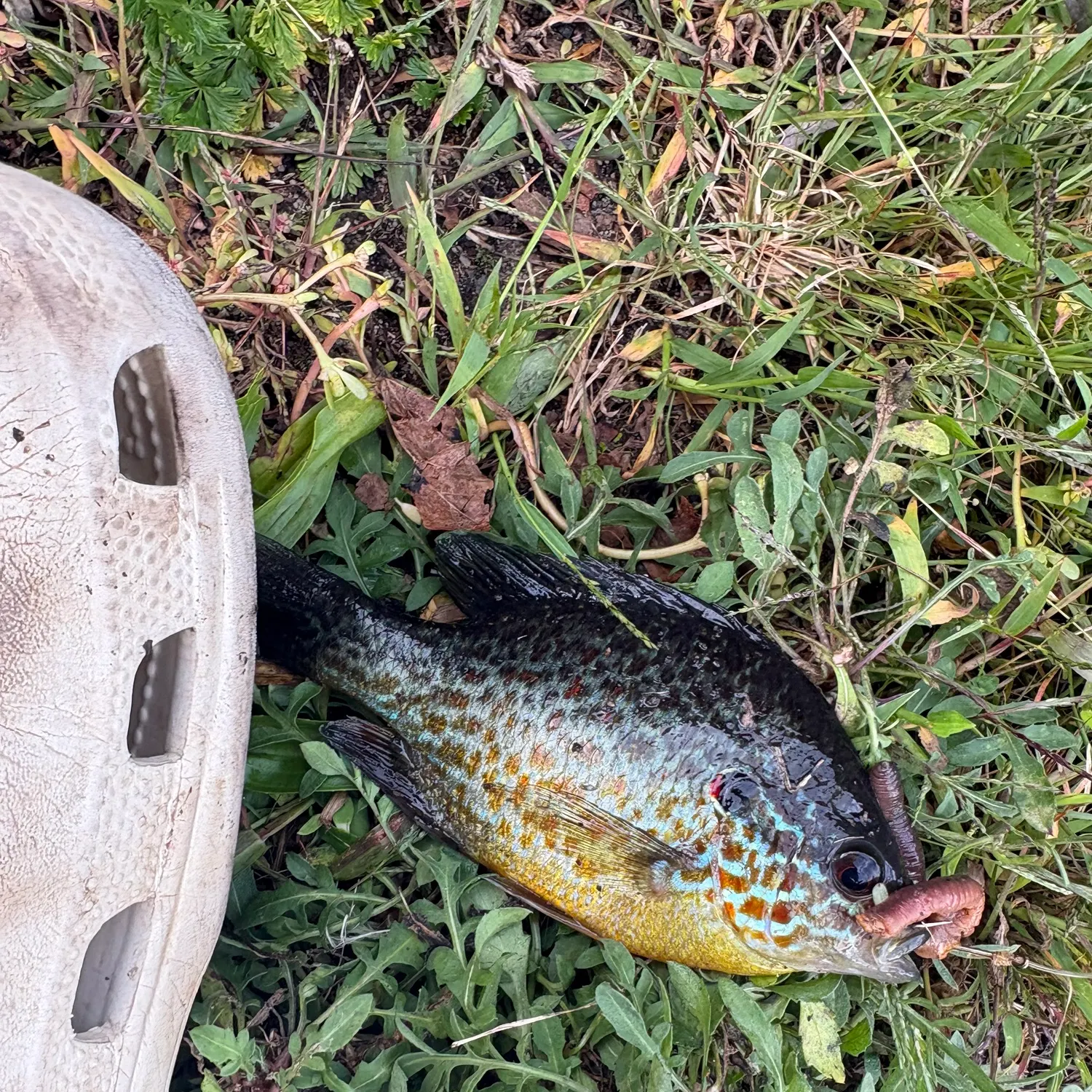 Pumpkinseed caught on Fishbrain