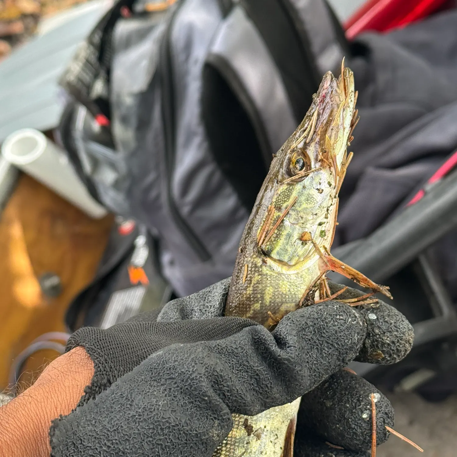 catch