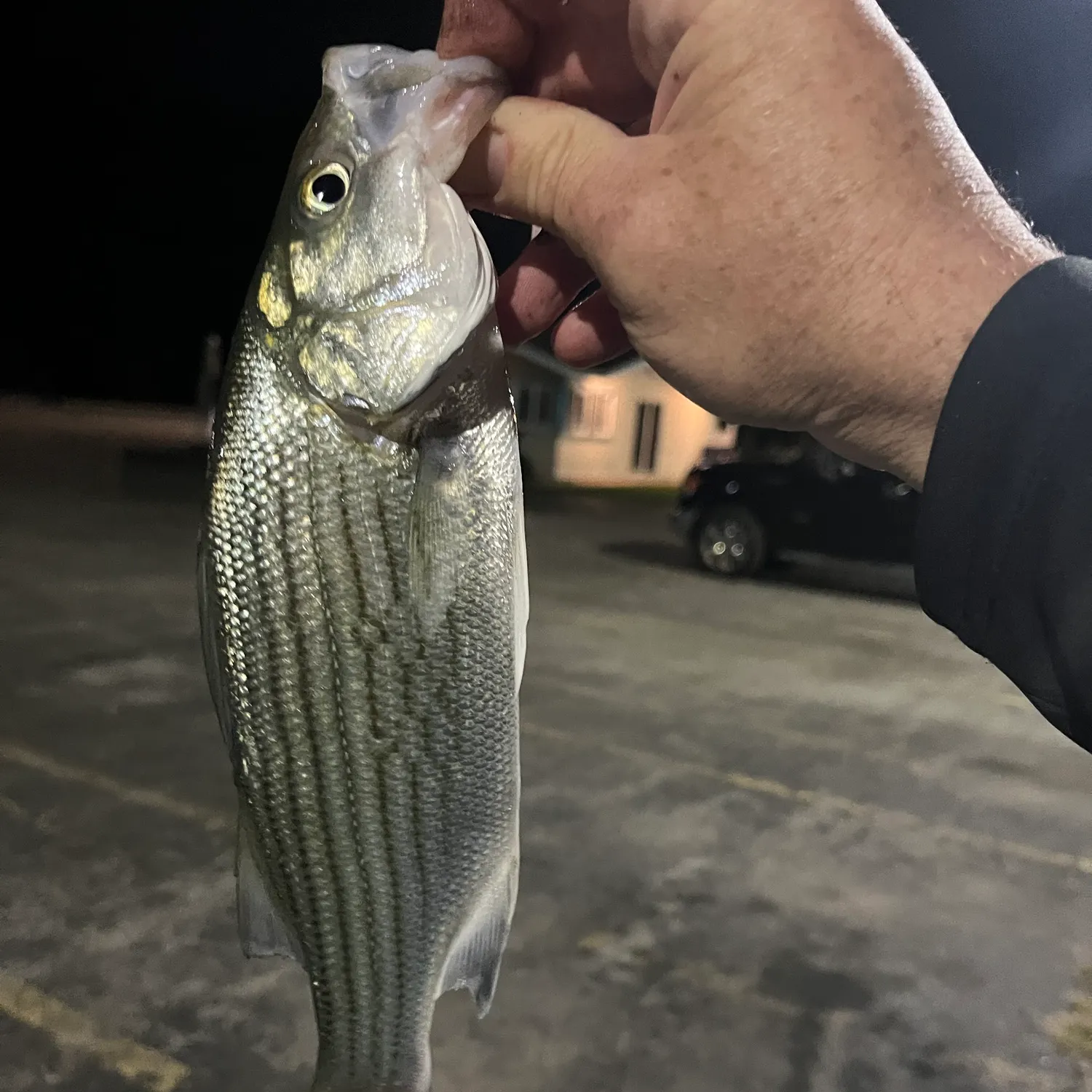 Wiper caught on Fishbrain