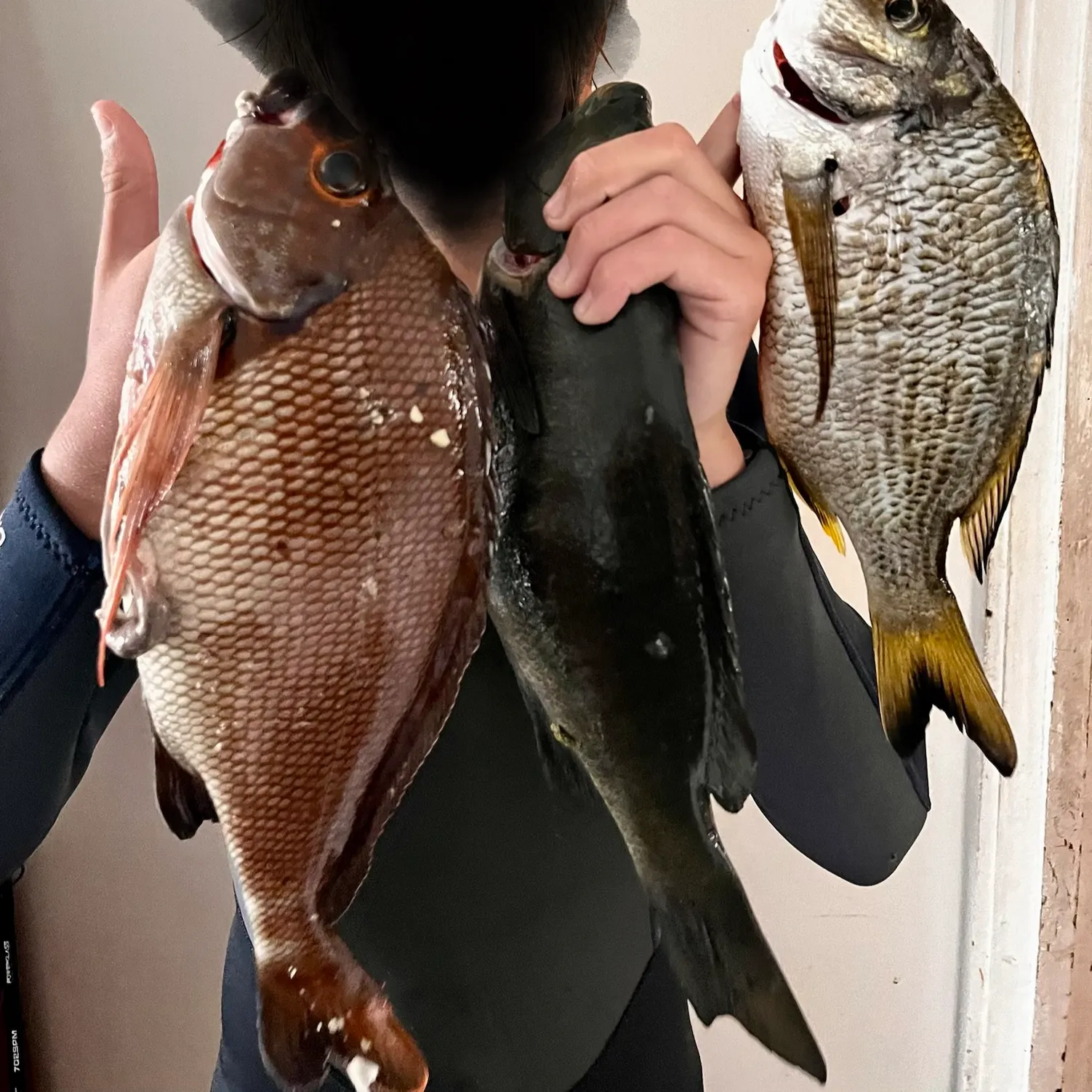 The most recent Red morwong catches on Fishbrain