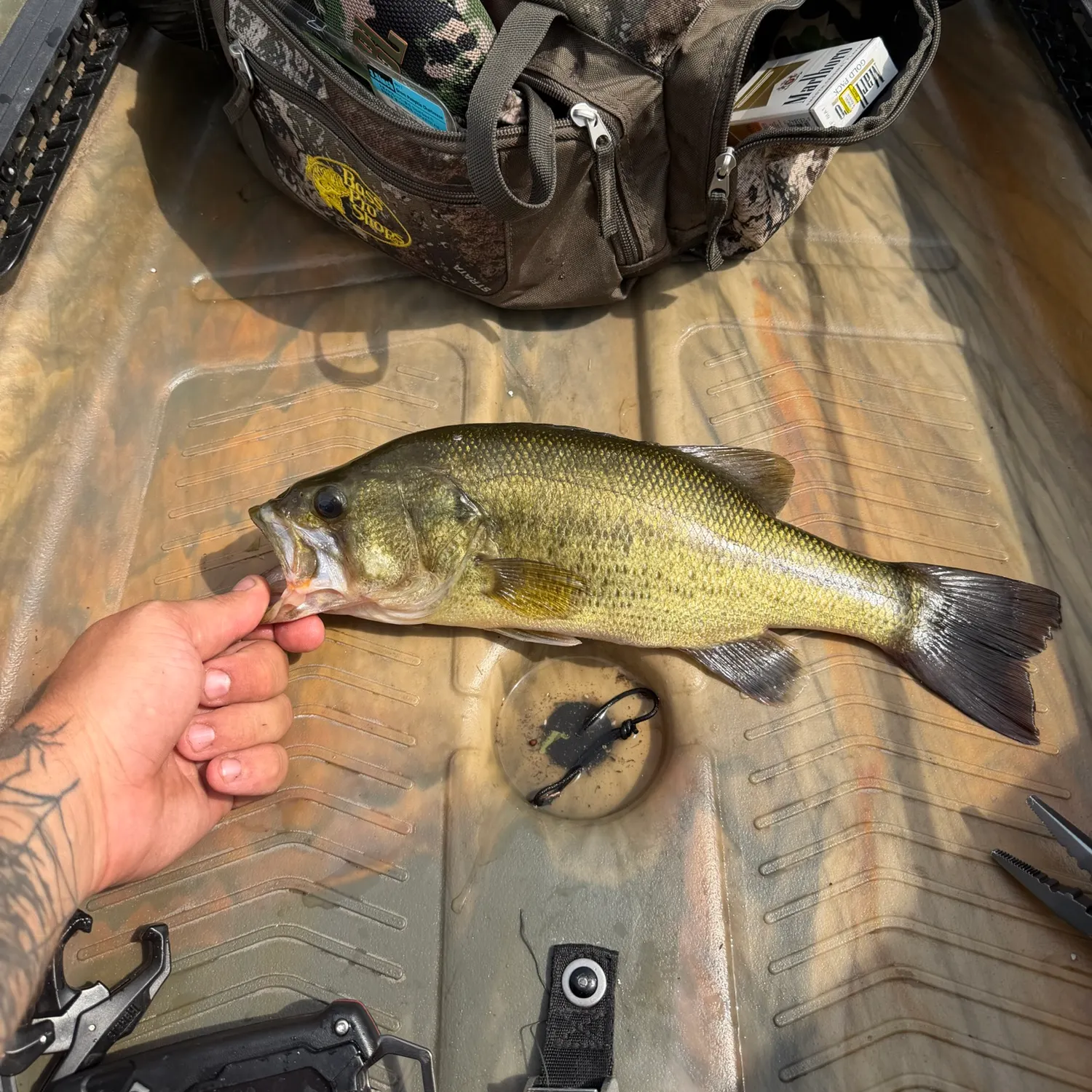 recently logged catches