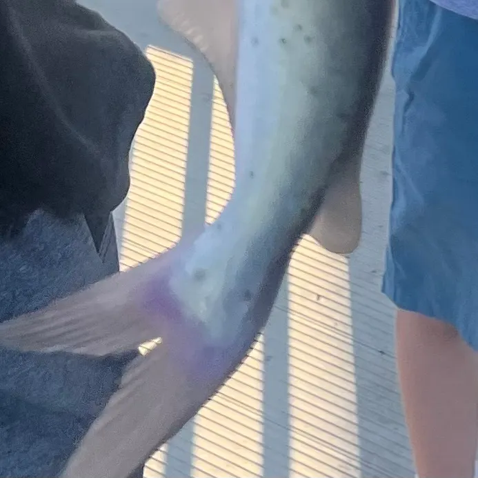 Channel catfish caught on Fishbrain