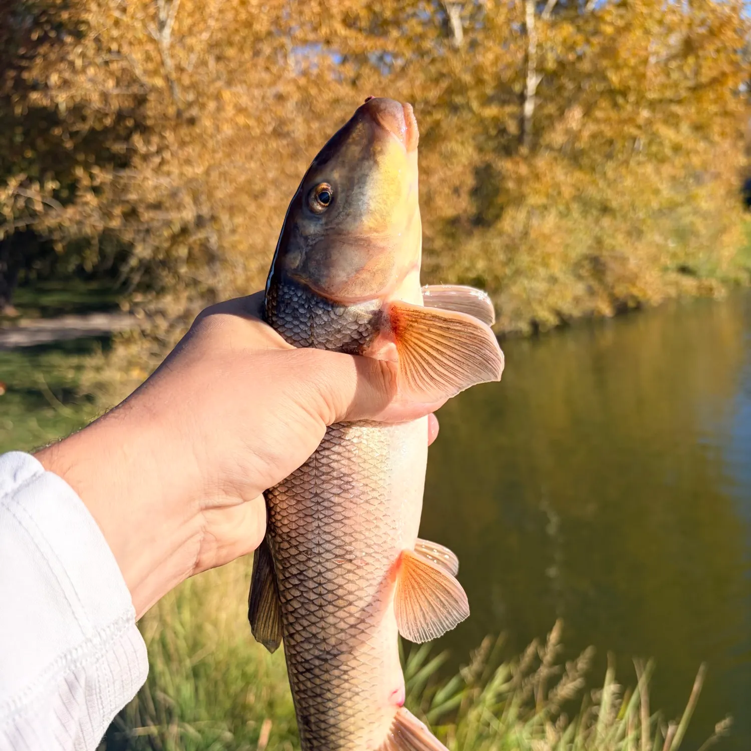 White sucker caught on Fishbrain