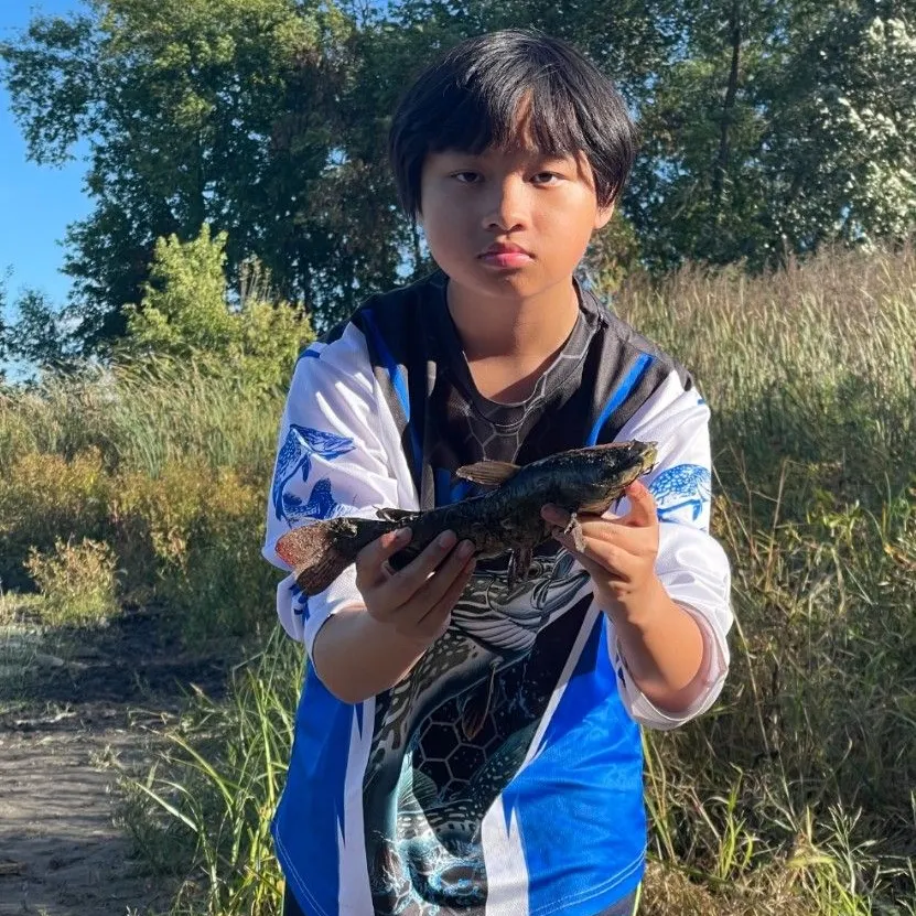 The most recent Black bullhead catches on Fishbrain