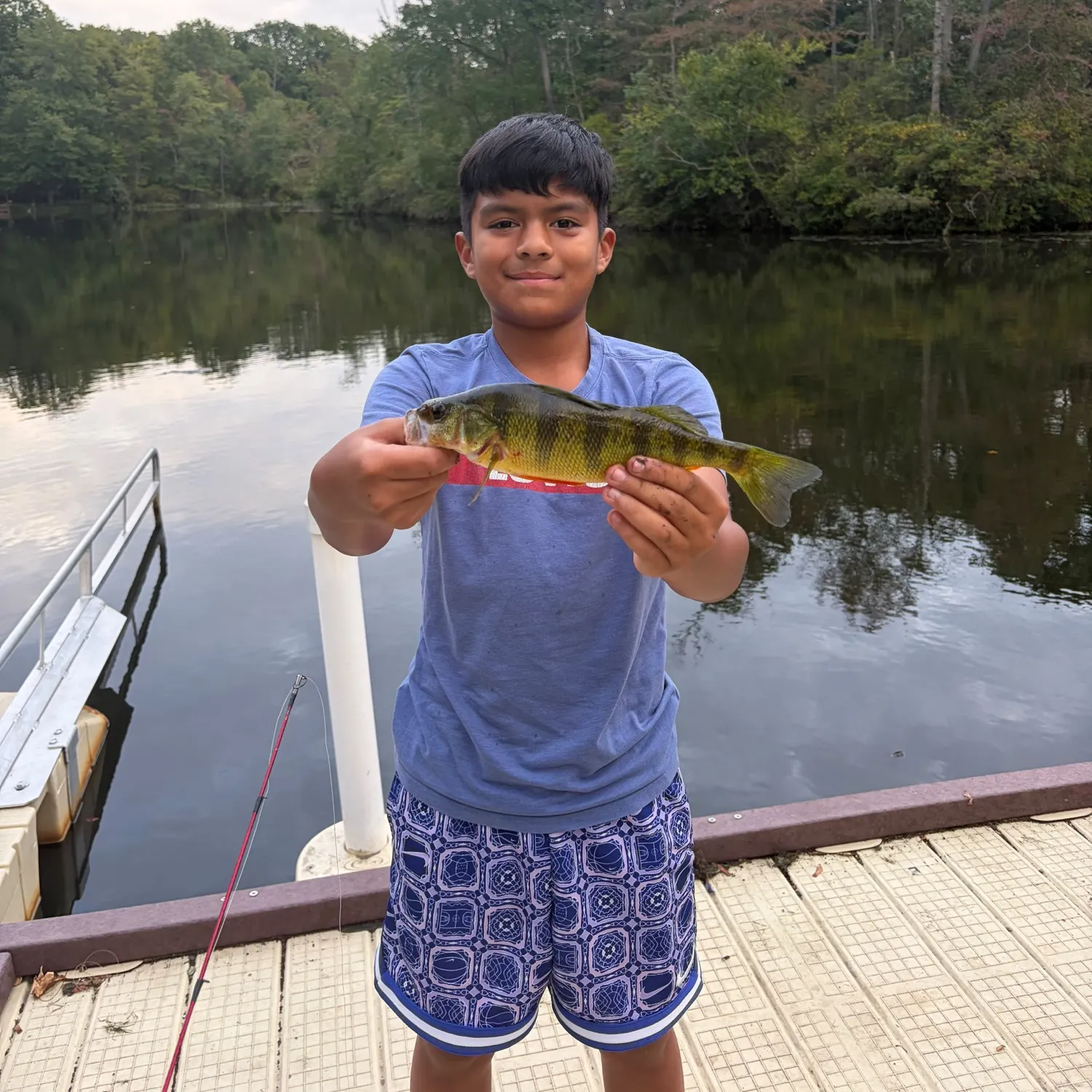 Yellow perch caught on Fishbrain