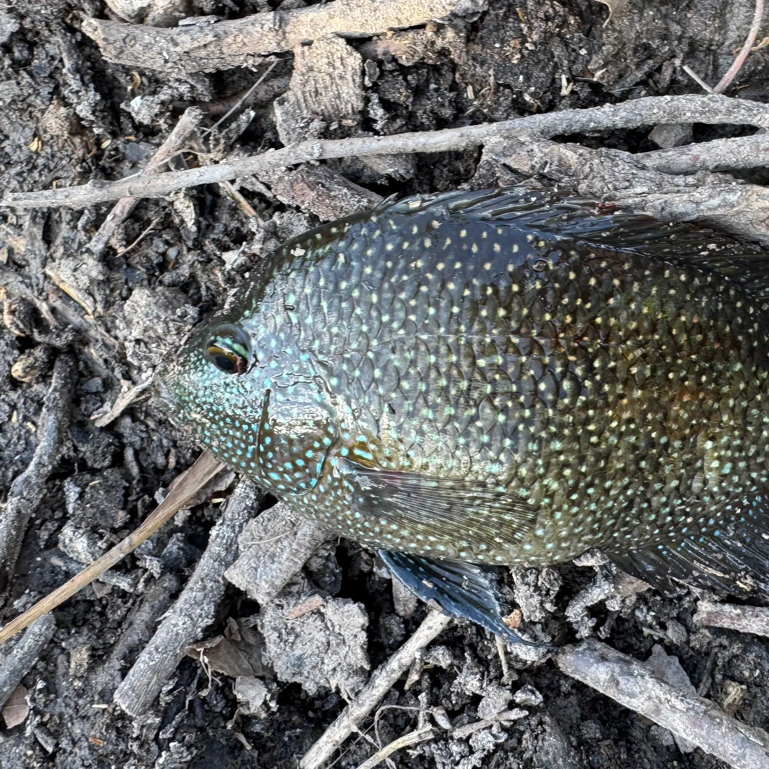 The most recent Rio Grande cichlid catches on Fishbrain