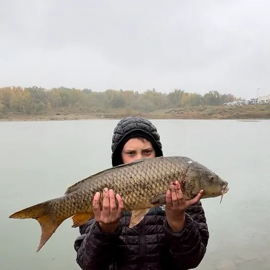 Common carp caught on Fishbrain