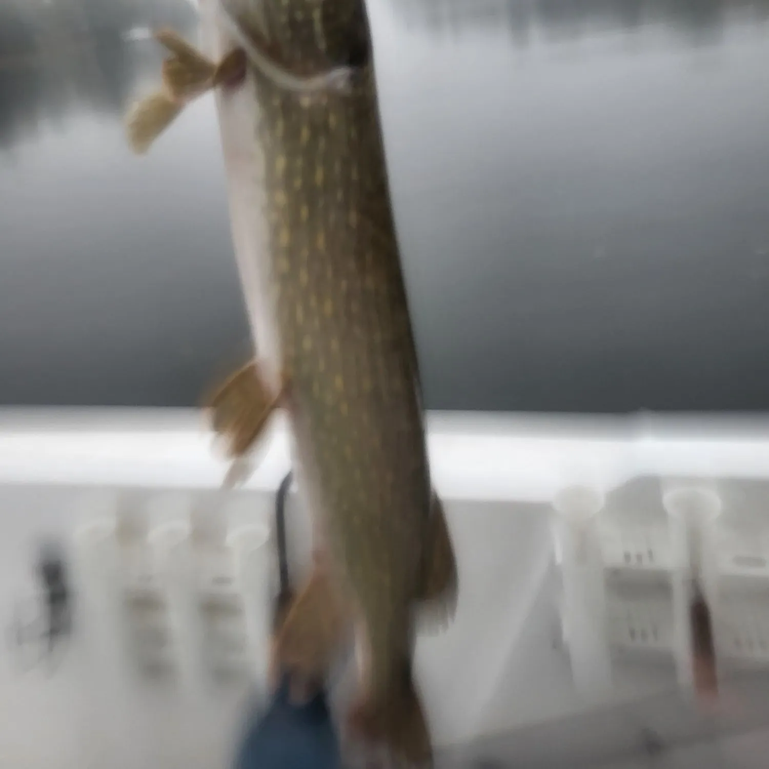 Northern pike caught on Fishbrain