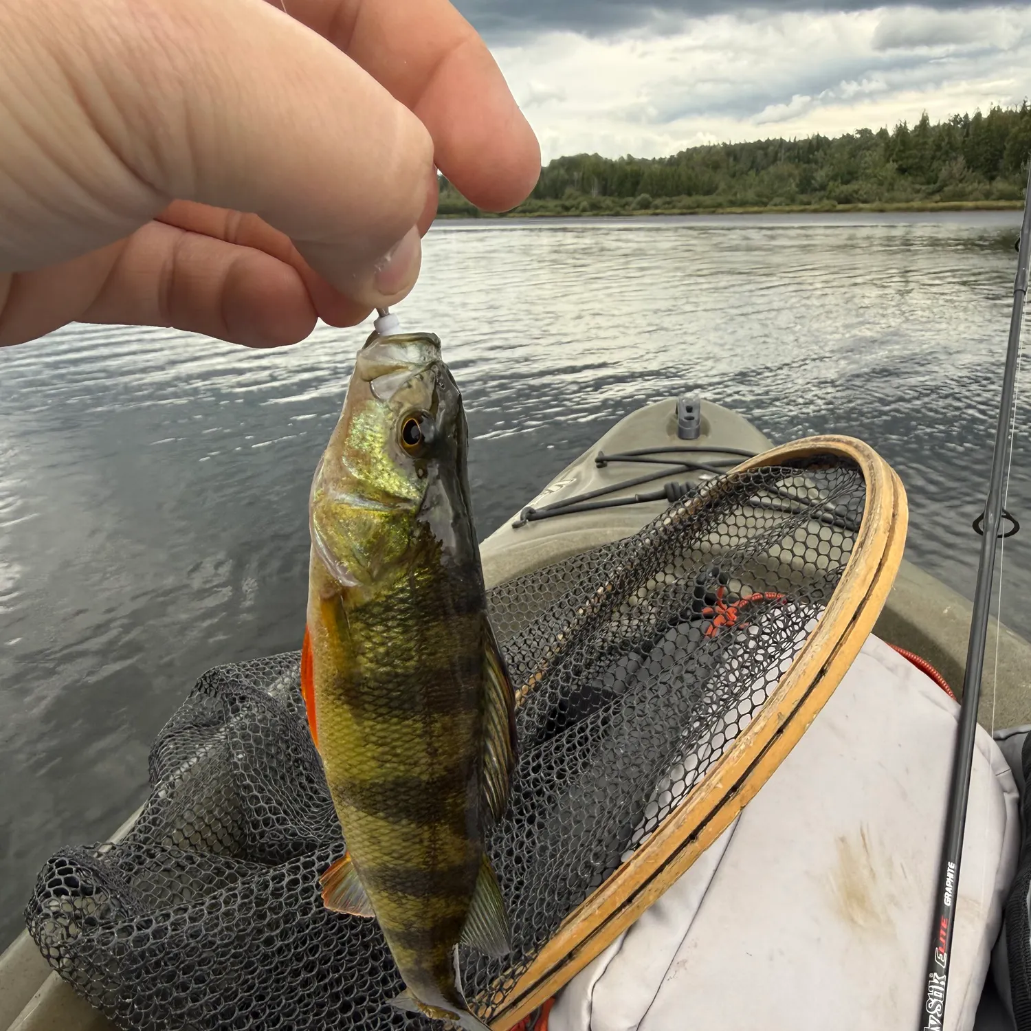 Yellow perch caught on Fishbrain