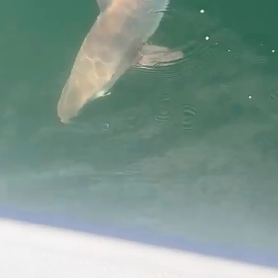 The most recent Dusky shark catches on Fishbrain