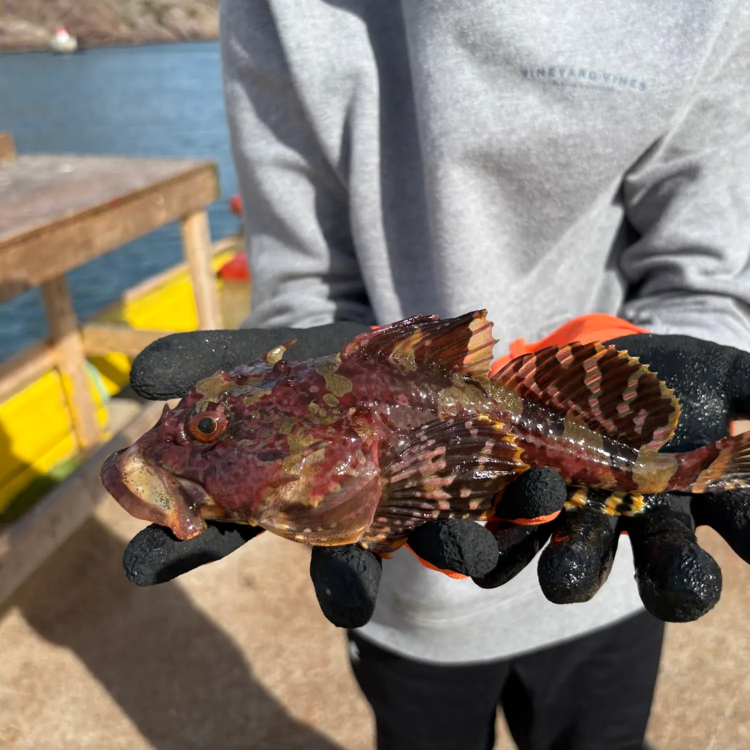 Shorthorn sculpin caught on Fishbrain