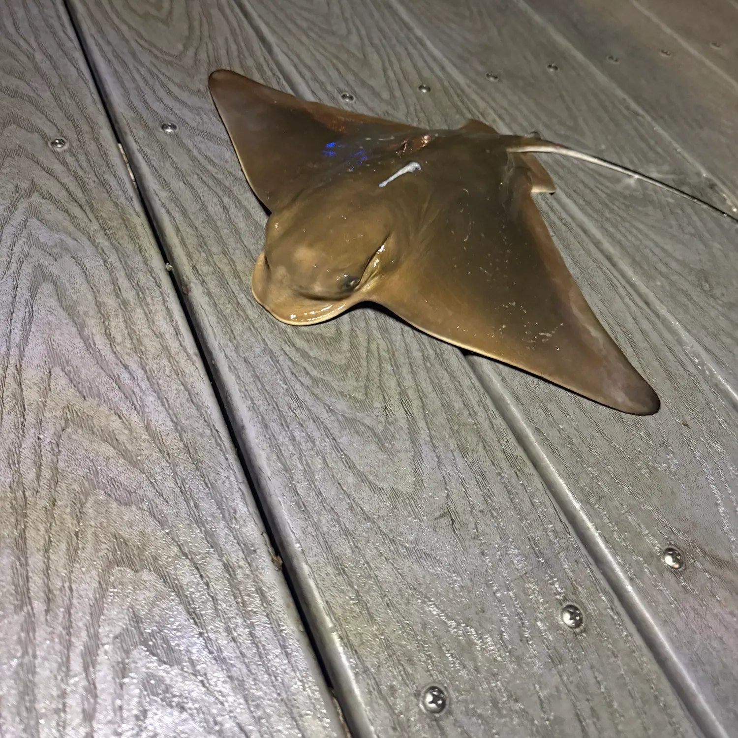 Bat eagle ray caught on Fishbrain