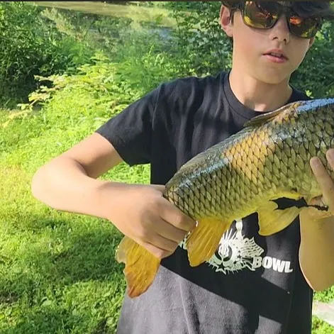 Common carp caught on Fishbrain