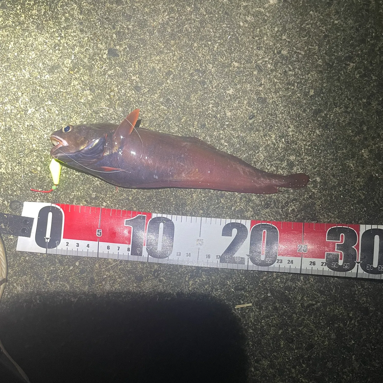 The most recent Japanese codling catches on Fishbrain