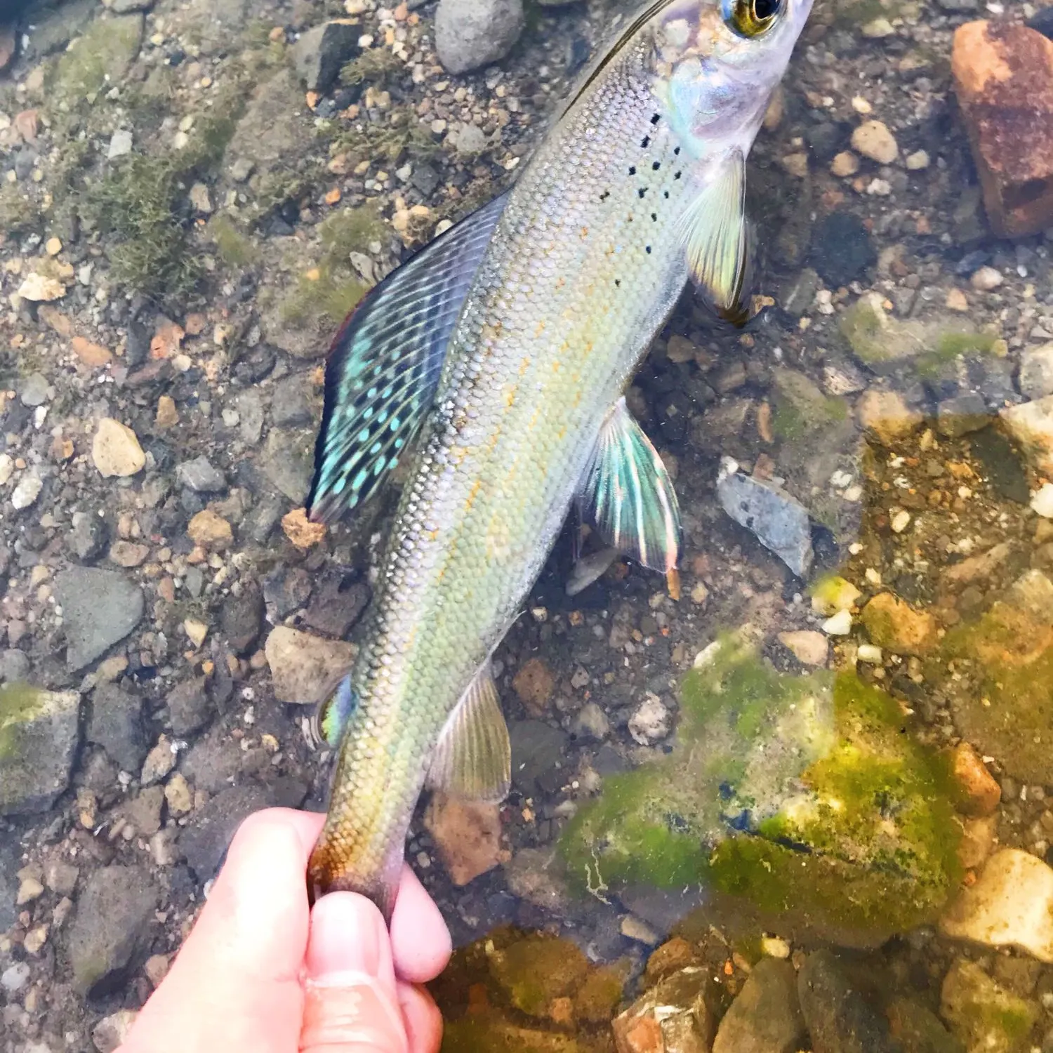 The most popular recent Arctic grayling catch on Fishbrain