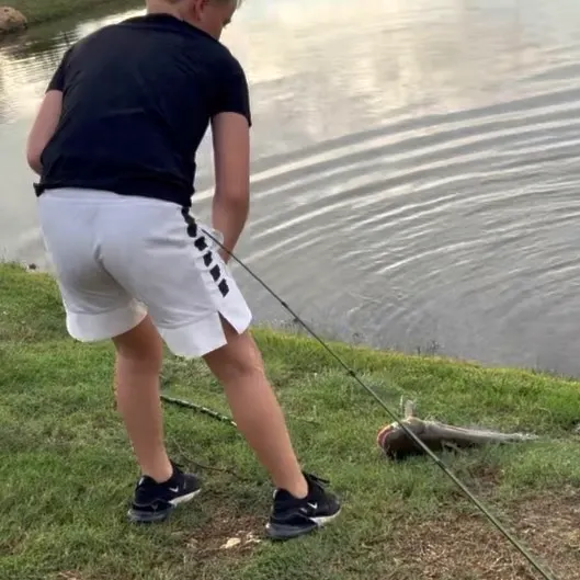 Channel catfish caught on Fishbrain