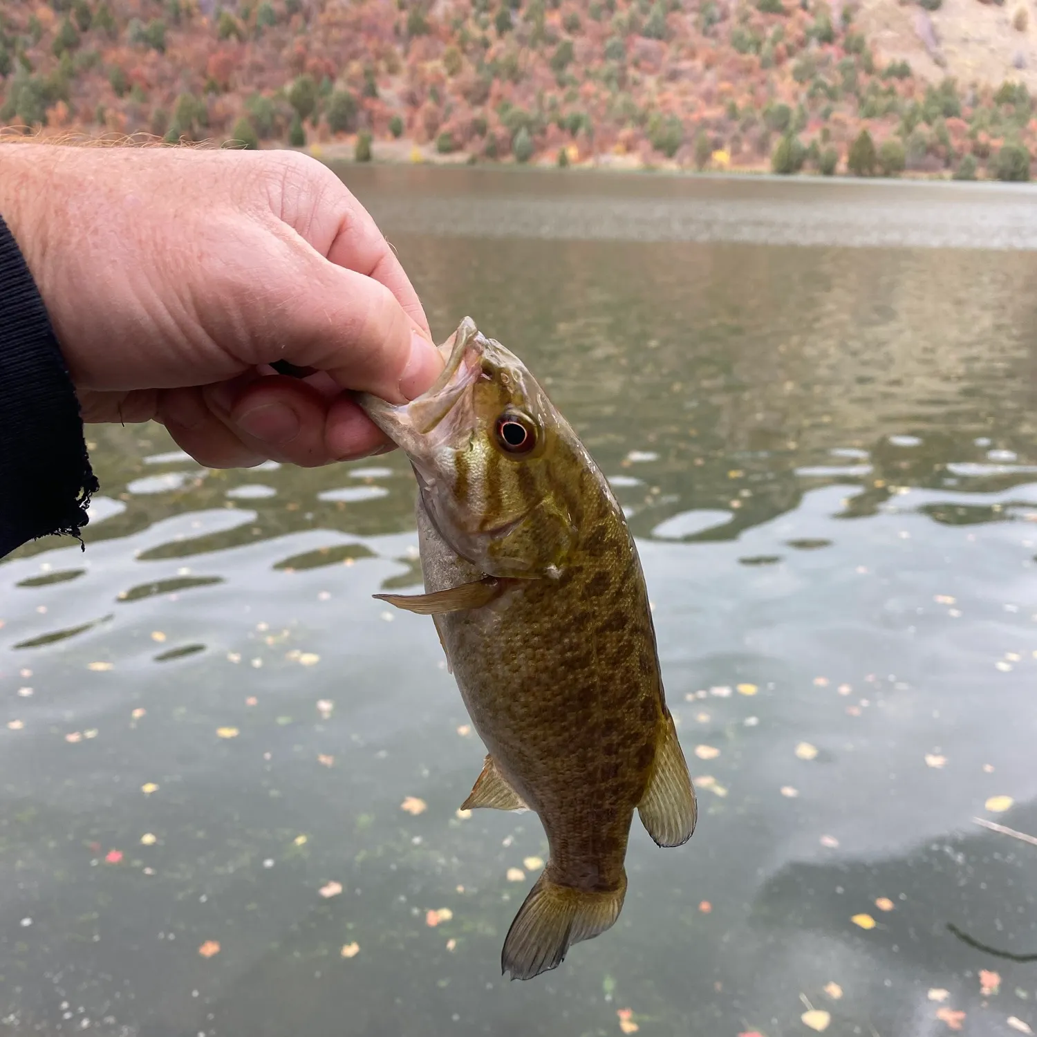Smallmouth bass caught on Fishbrain