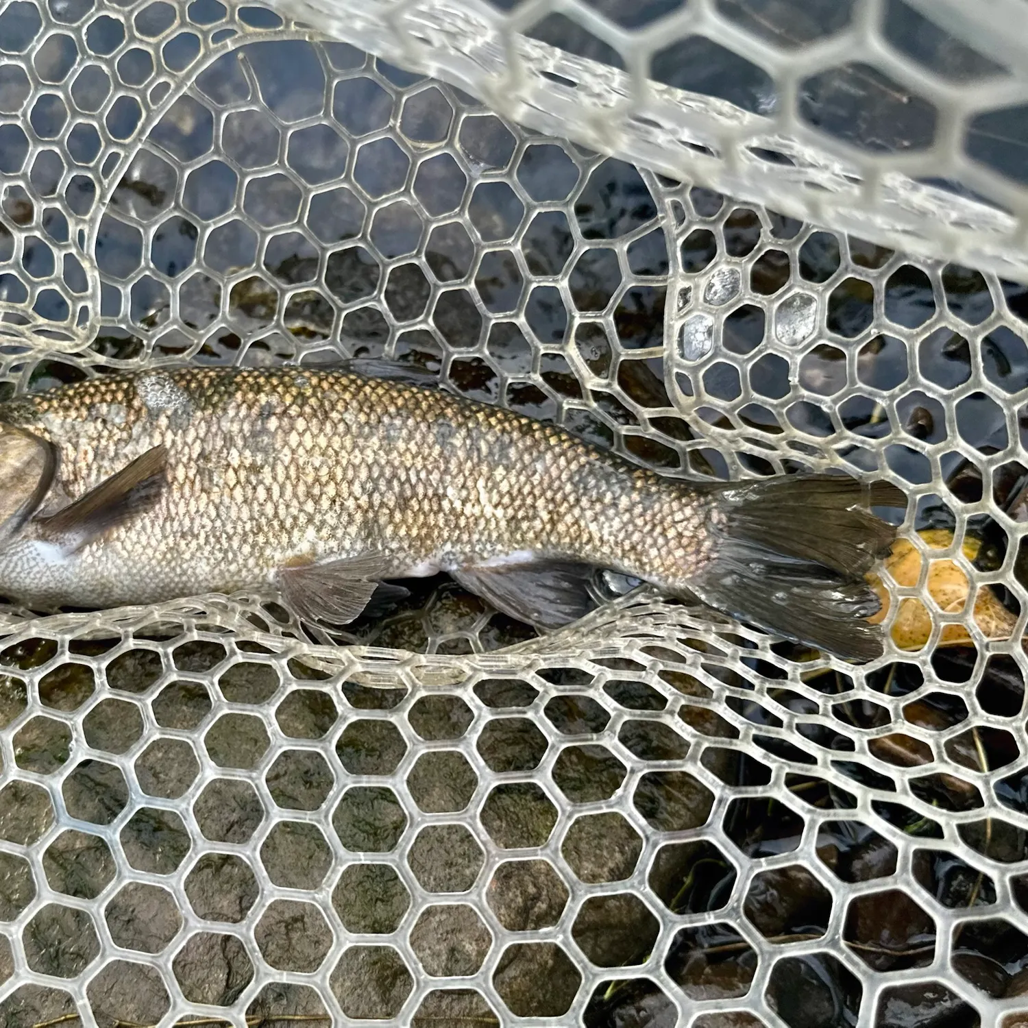 Utah chub caught on Fishbrain