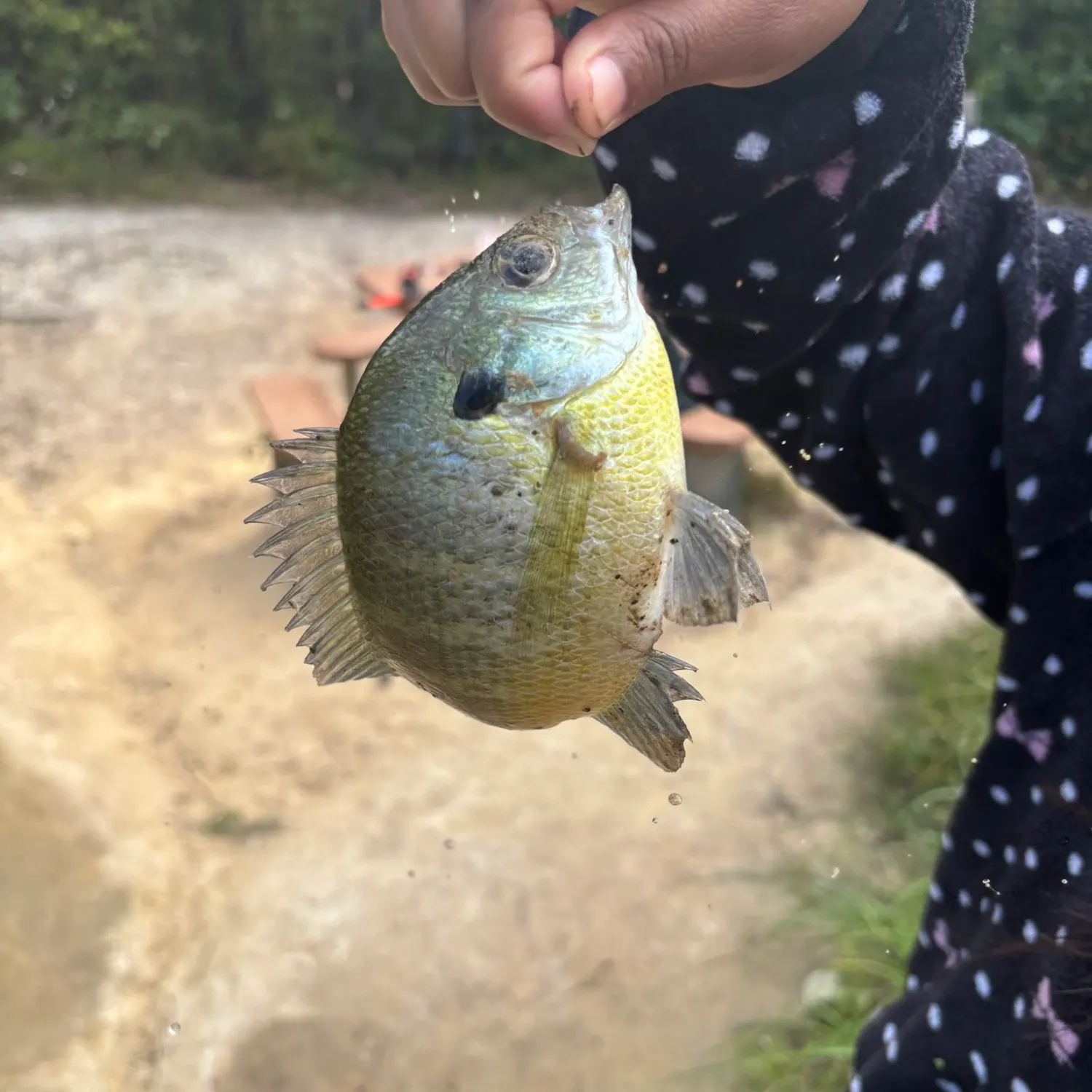 Bluegill caught on Fishbrain