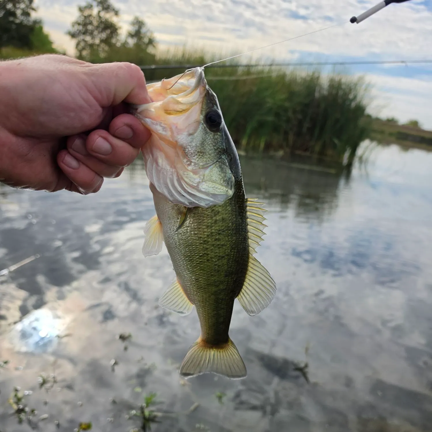 Largemouth bass caught on Fishbrain