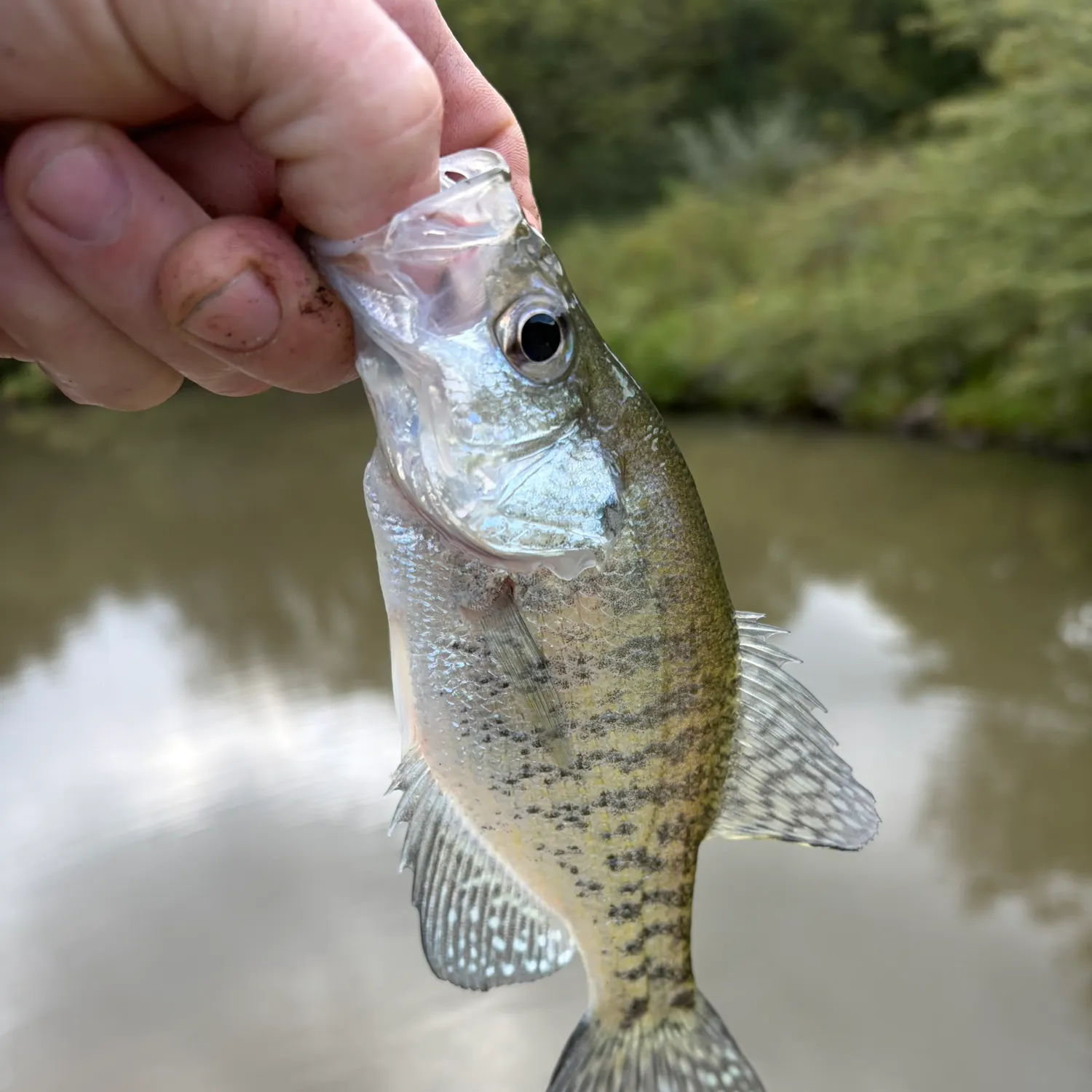 White crappie caught on Fishbrain
